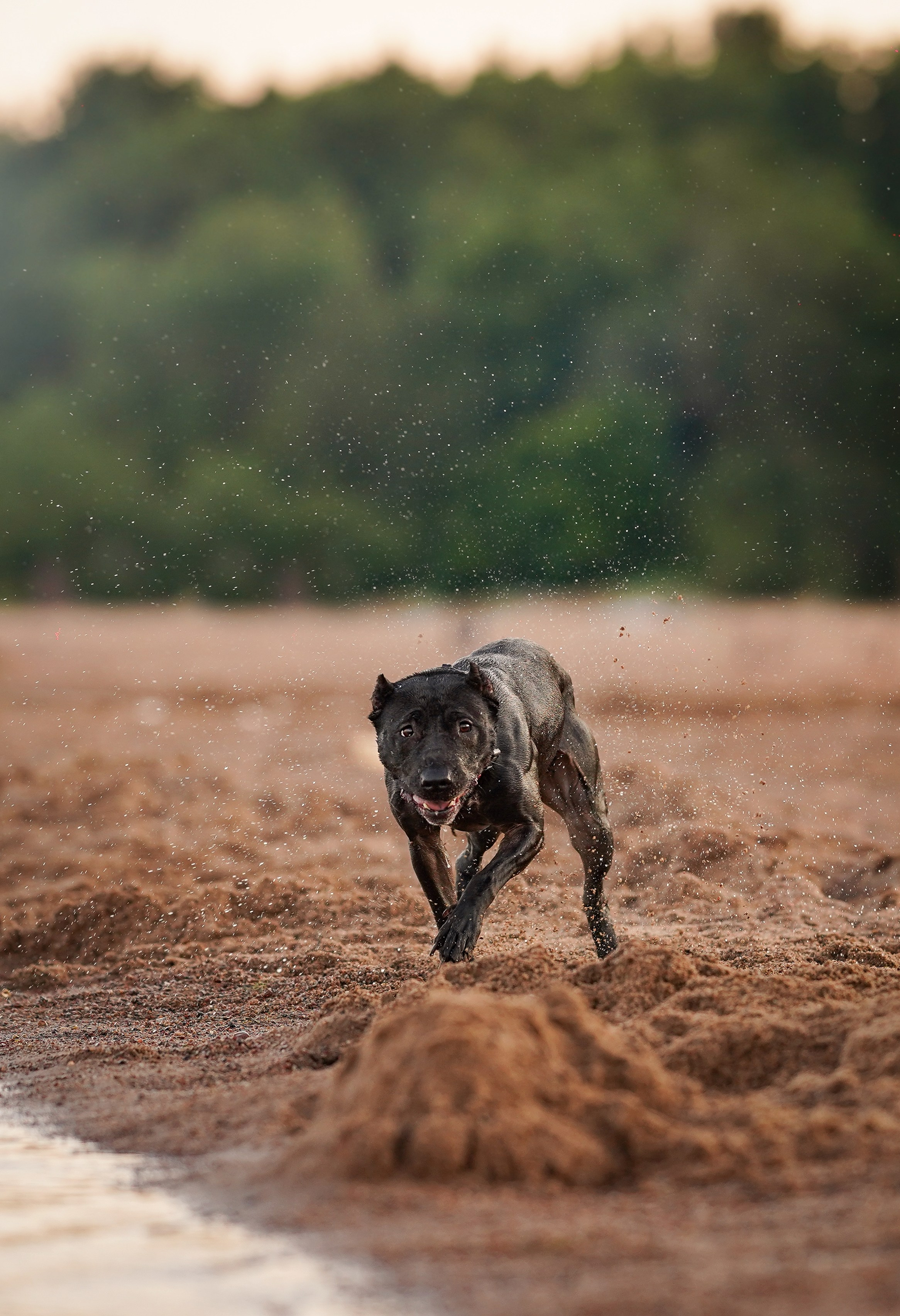 Татьяна Изи и Джем. Фотограф-анималист в Санкт-Петербурге Яна Мартынова