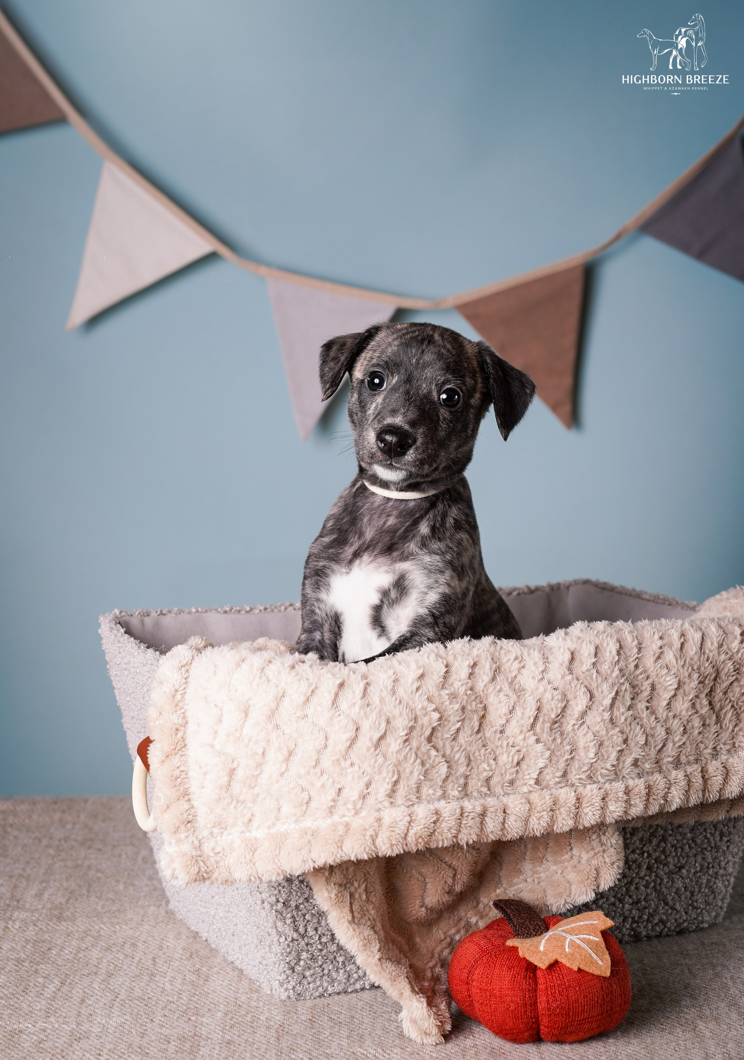 Щенки уиппета. Фотограф-анималист в Санкт-Петербурге Яна Мартынова