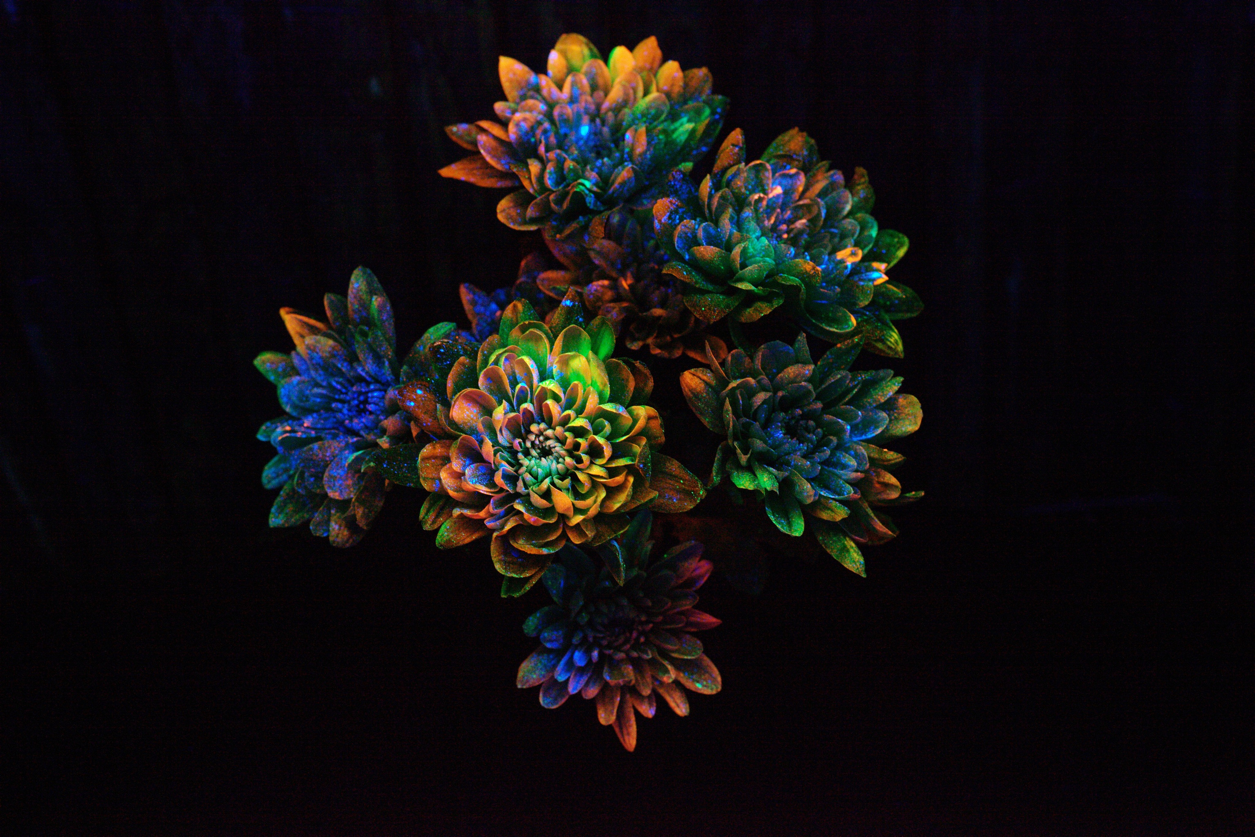 Светящиеся цветы | SVЕТЫ