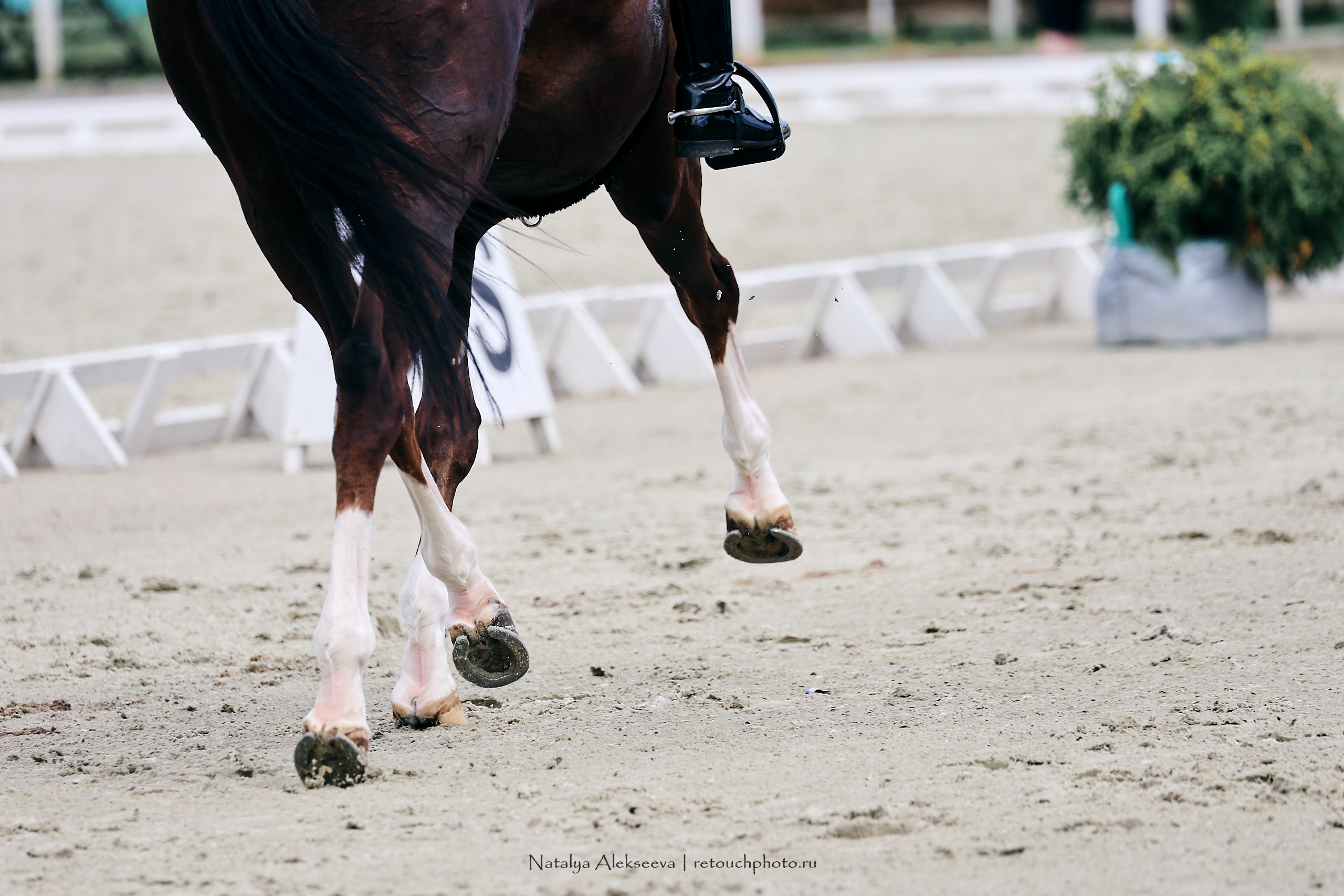 Личный ЧР по выездке, КСК Конаковские конюшни | 08'2023. Репортажный фотограф и ретушер в Москве Наталья Алексеева
