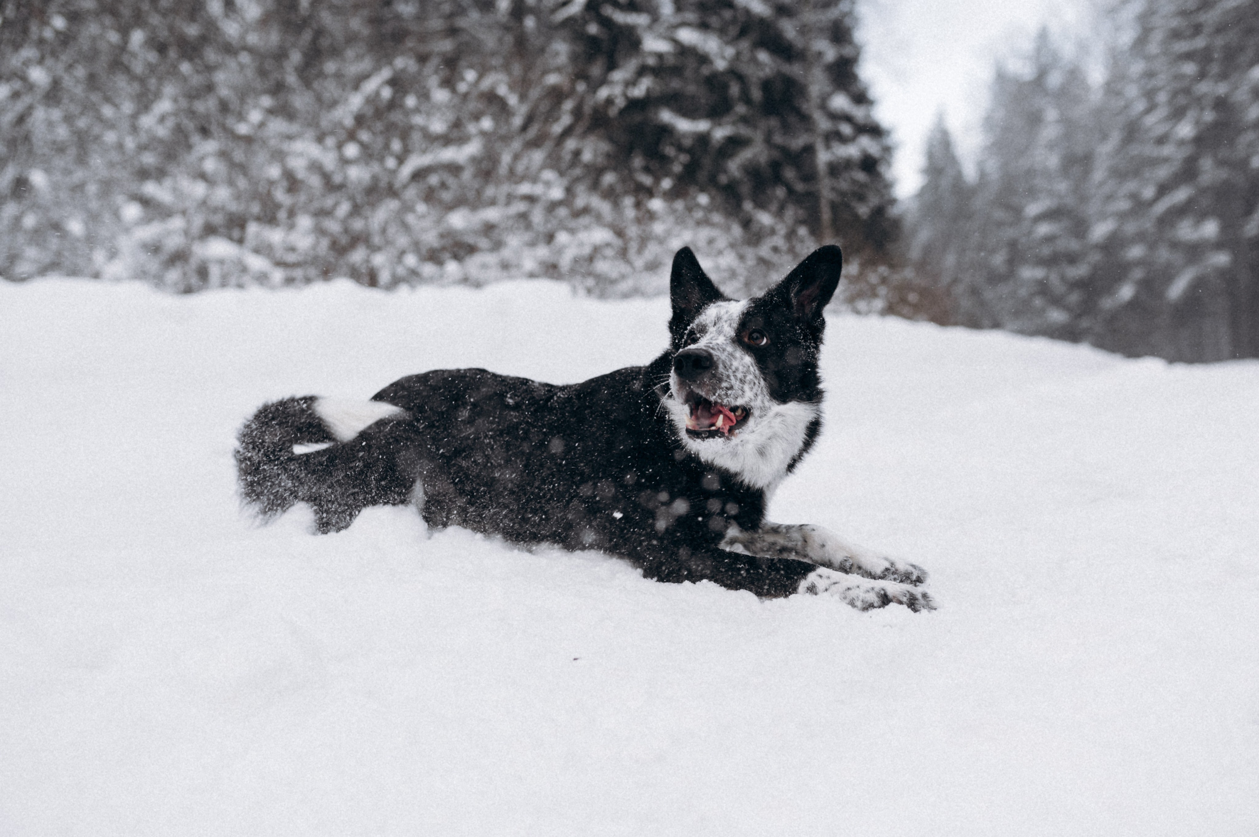 Аня и Милан. Фотограф анималист в Москве Ольга Агушева