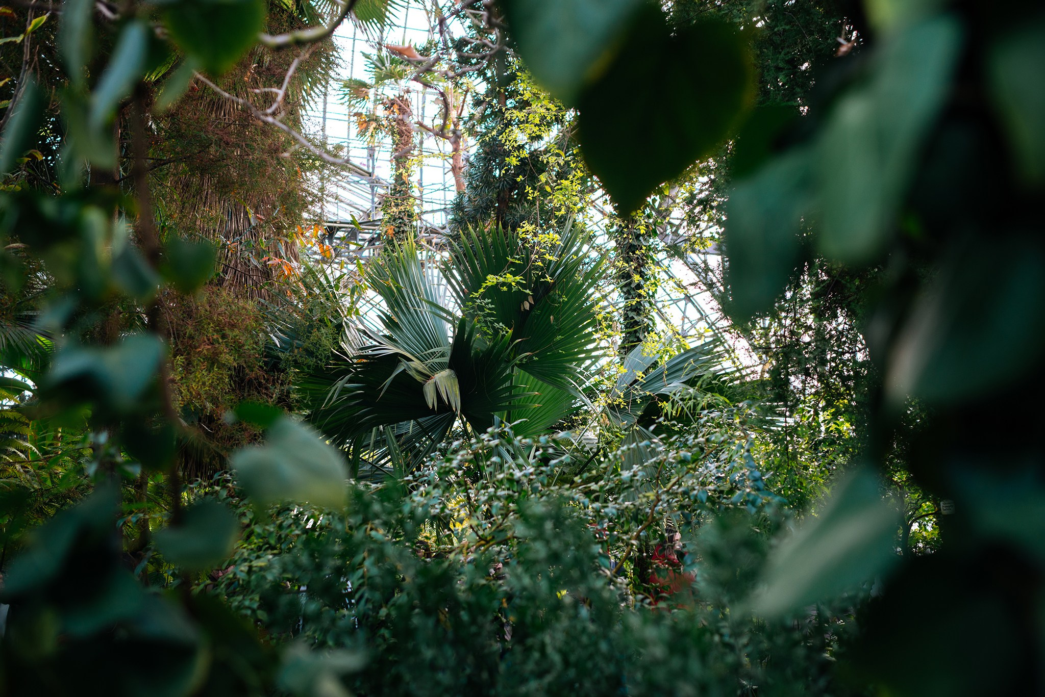 Ботанический сад. Субтропический маршрут. Март 26. Репортажный фотограф в Санкт-Петербурге Анастасия Клёпова