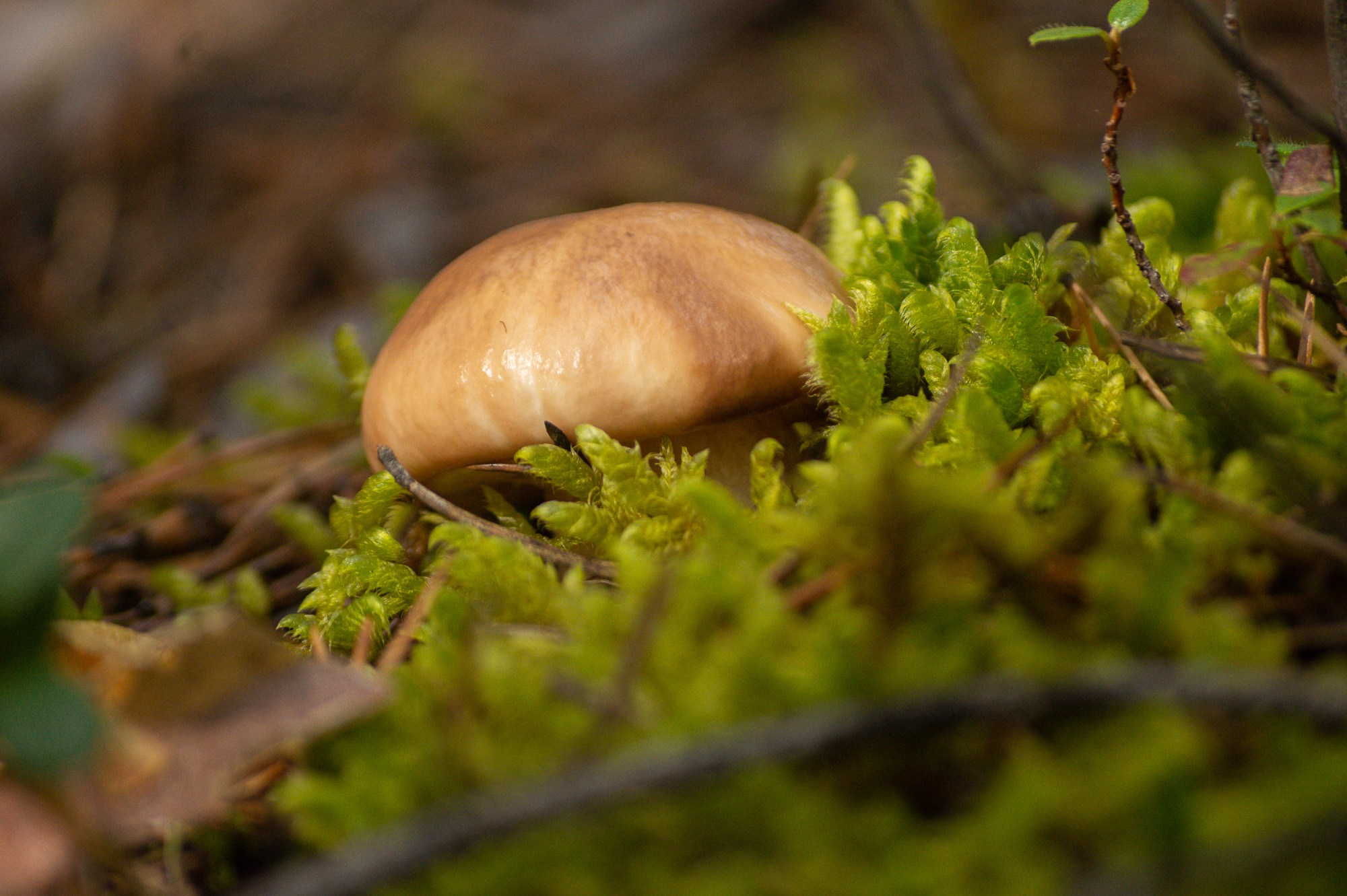 Разное. Репортажный фотограф г. Чита