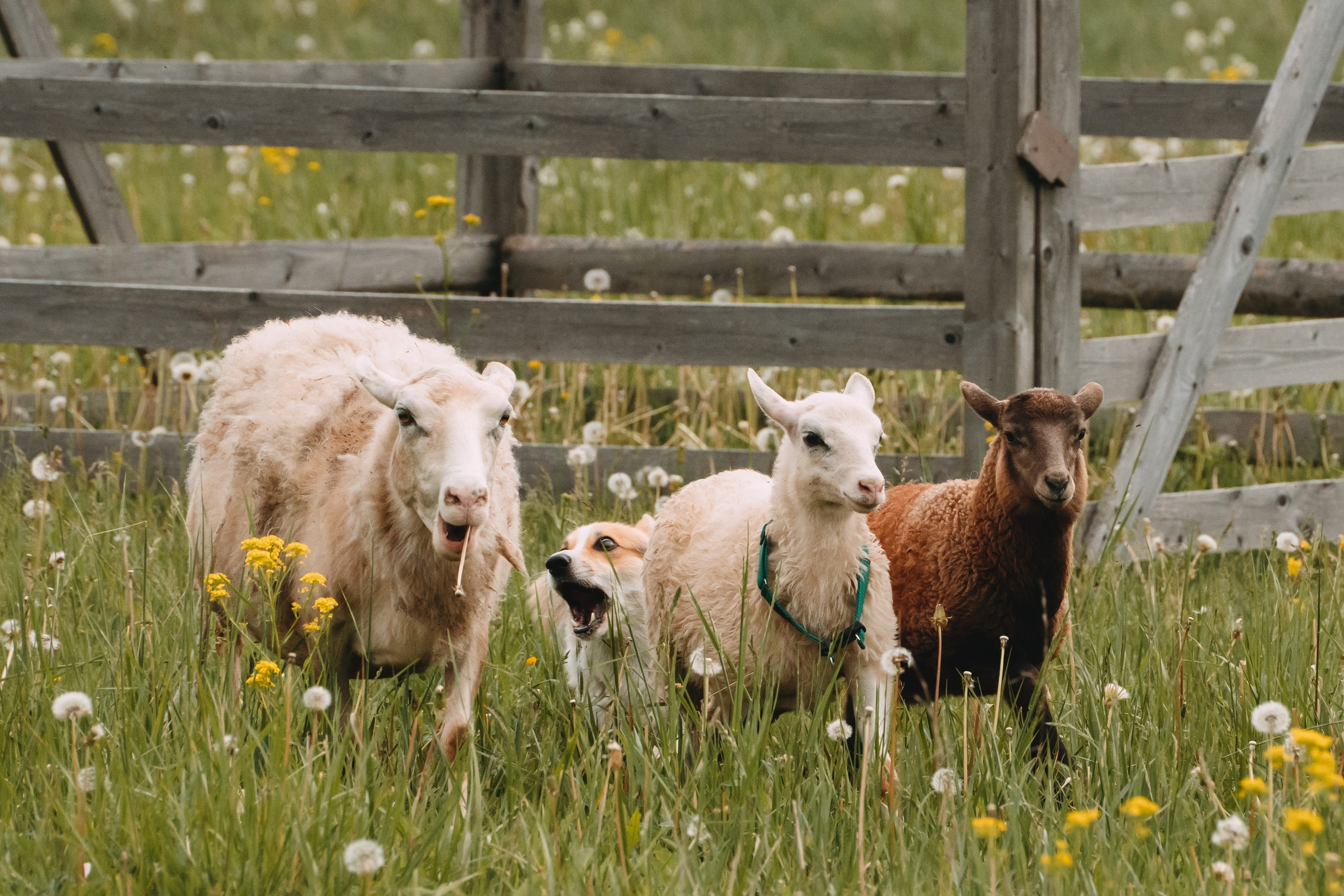 Состязания по пастушьей службе 1-2.06.24, Заостровье. Фотограф-анималист Анастасия Большакова