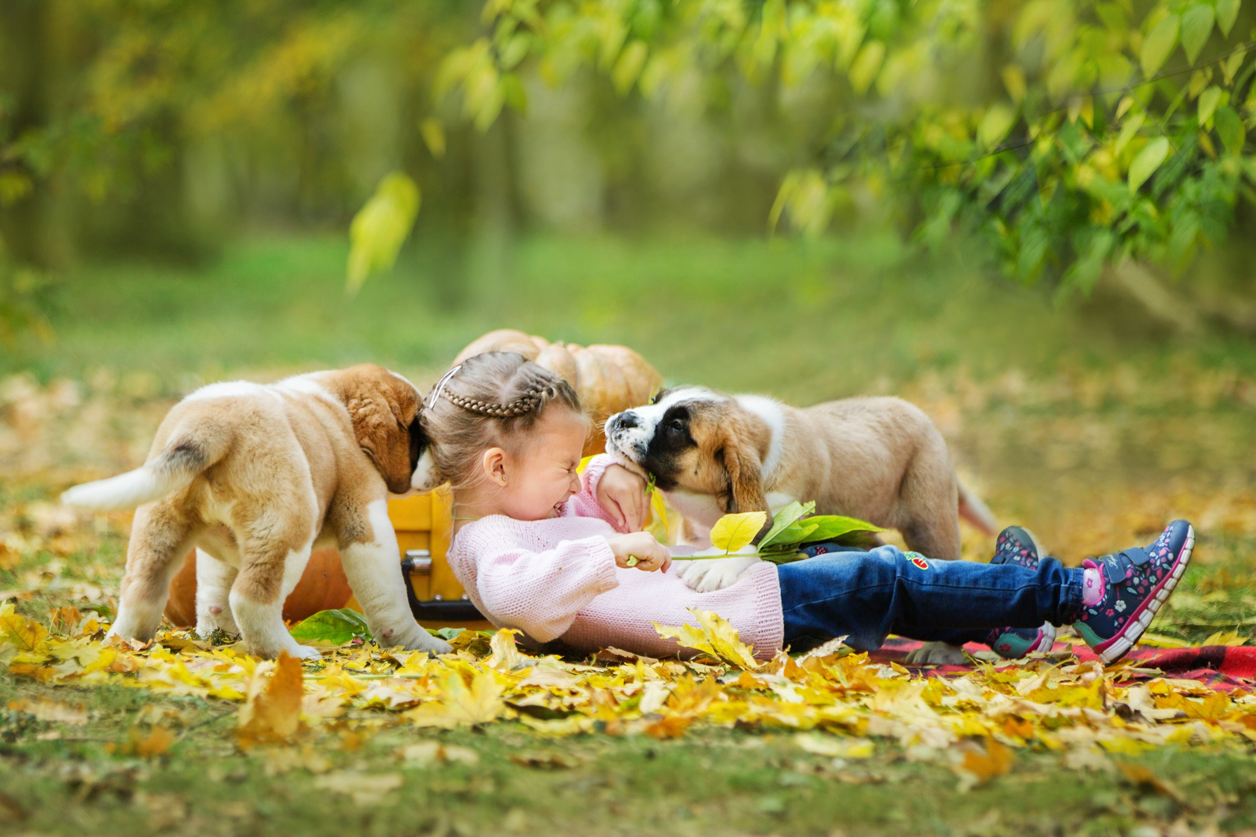Щенки Сенбернары. Октябрь. Свадебный семейный и детский фотограф в Краснодаре Карина Федоровская