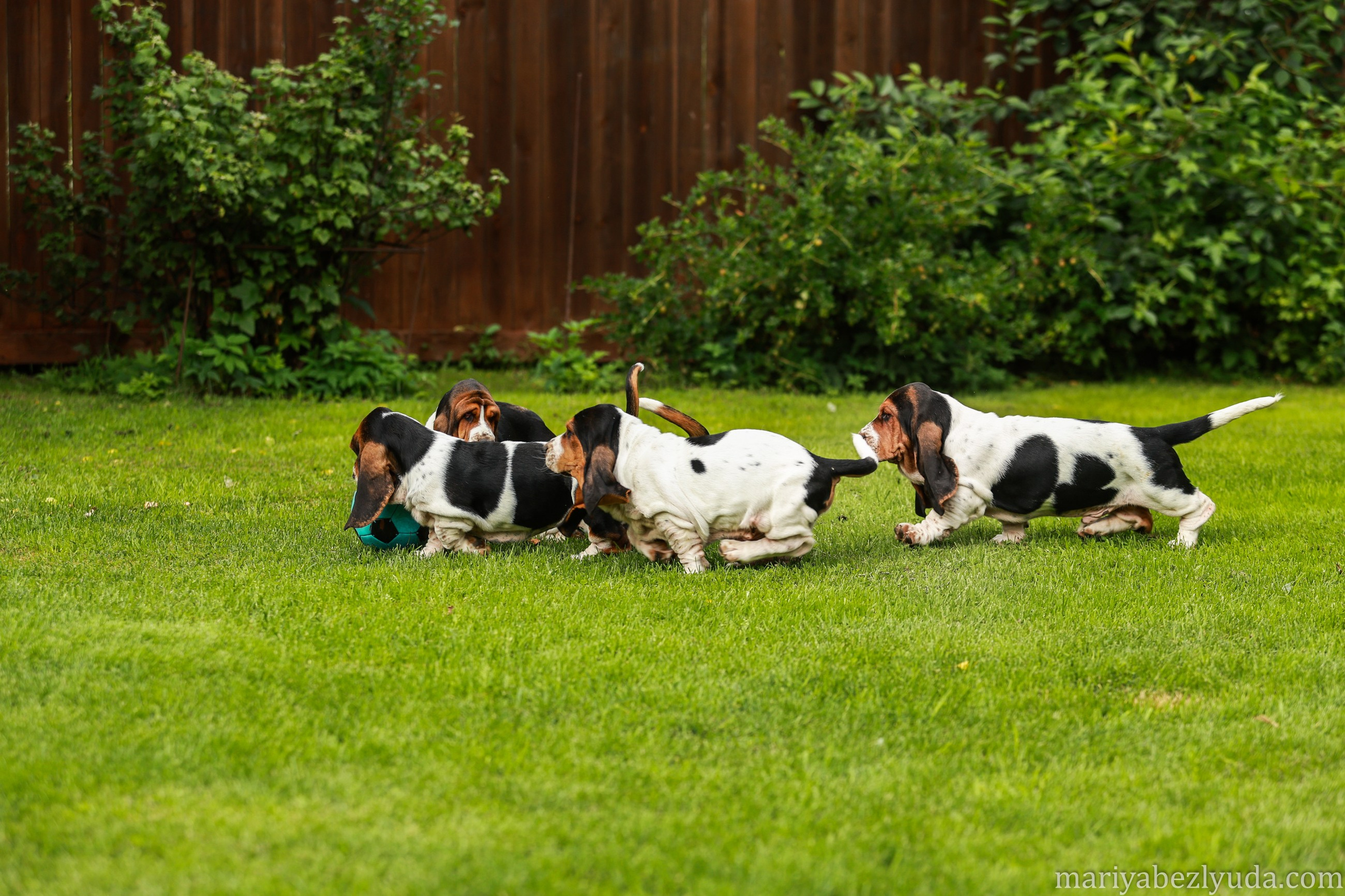 Щенки. Семейный и детский фотограф в Москве Мария Быкова