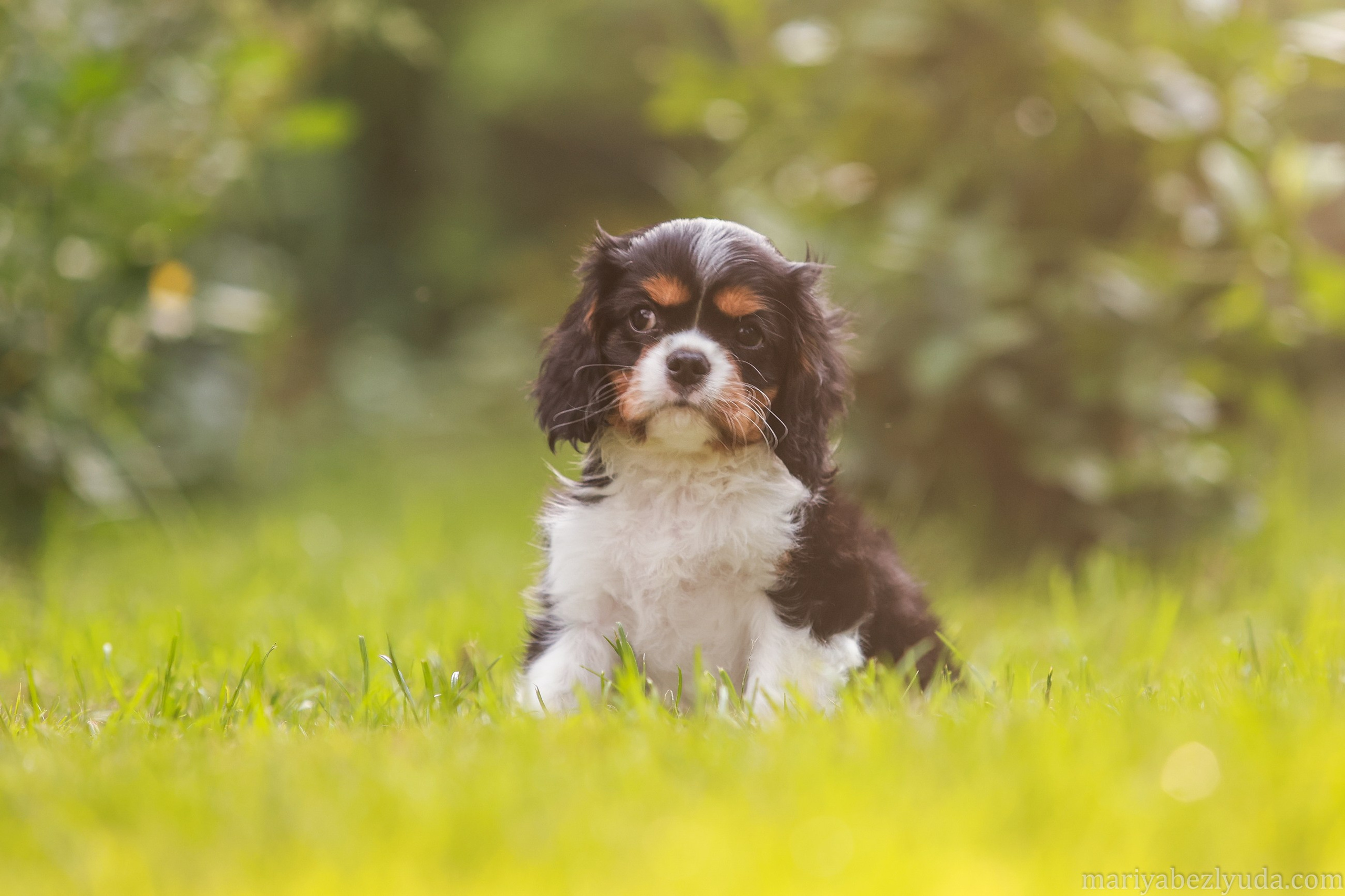 Щенки. Семейный и детский фотограф в Москве Мария Быкова
