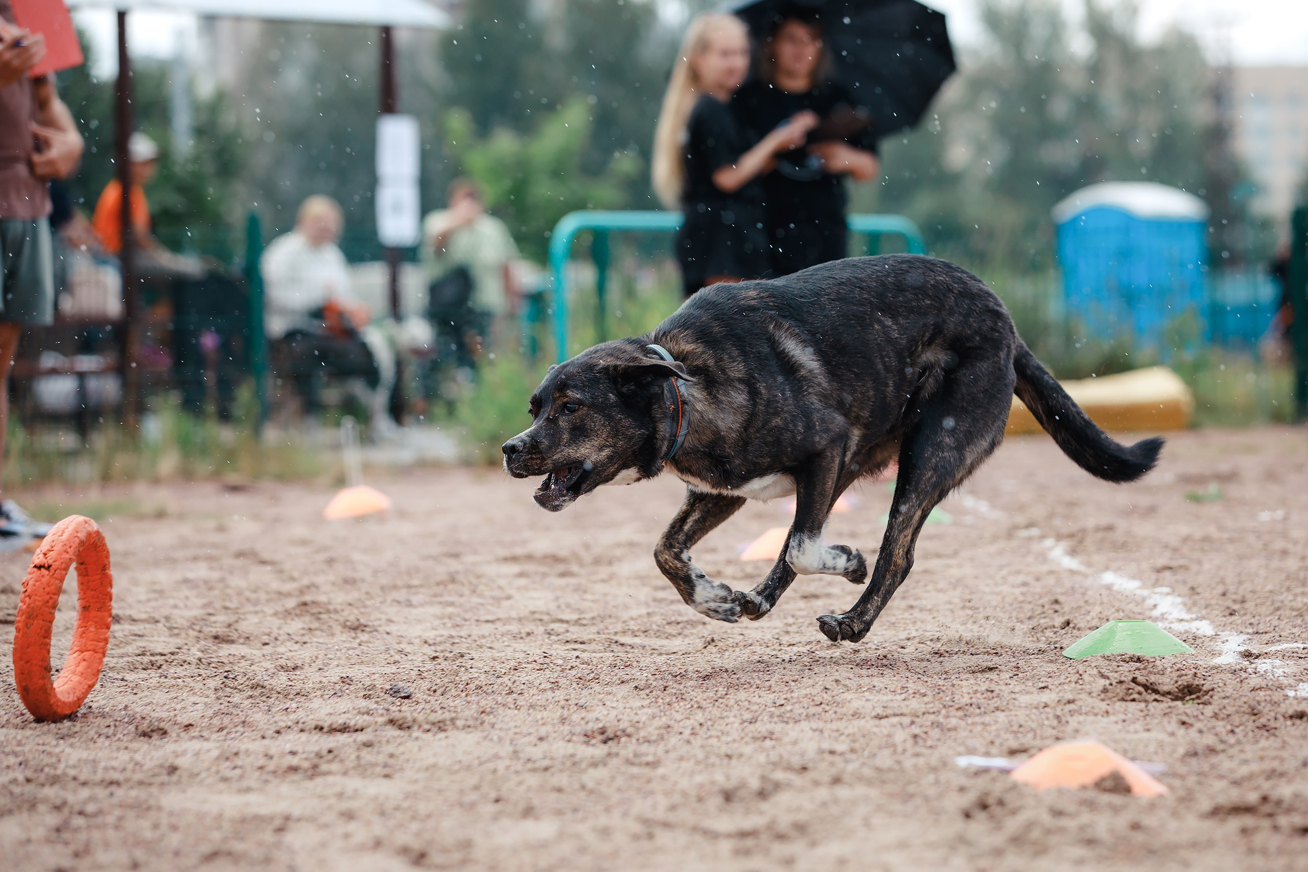 Питч&Гоу + веселые старты. Фотограф-анималист Mary Mart — Москва, Питер