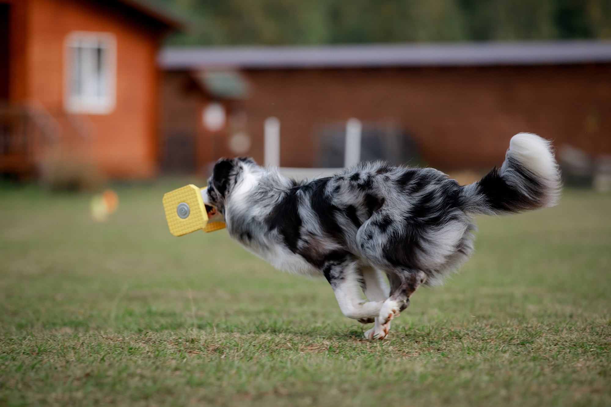 Лагерь по ОБД с Инной Баженовой. Фотограф-анималист Mary Mart — Москва, Питер