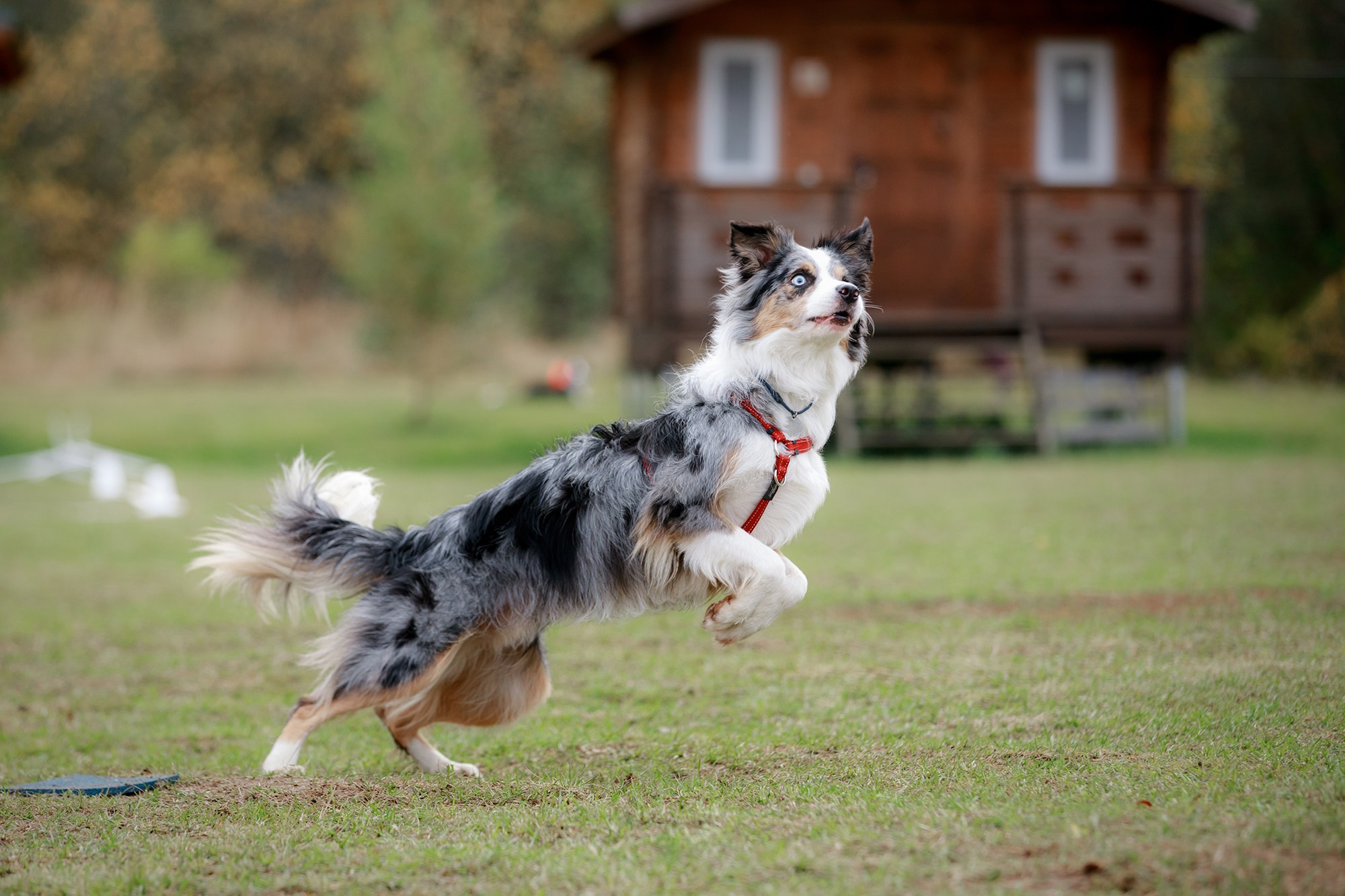 Лагерь по ОБД с Инной Баженовой. Фотограф-анималист Mary Mart — Москва, Питер
