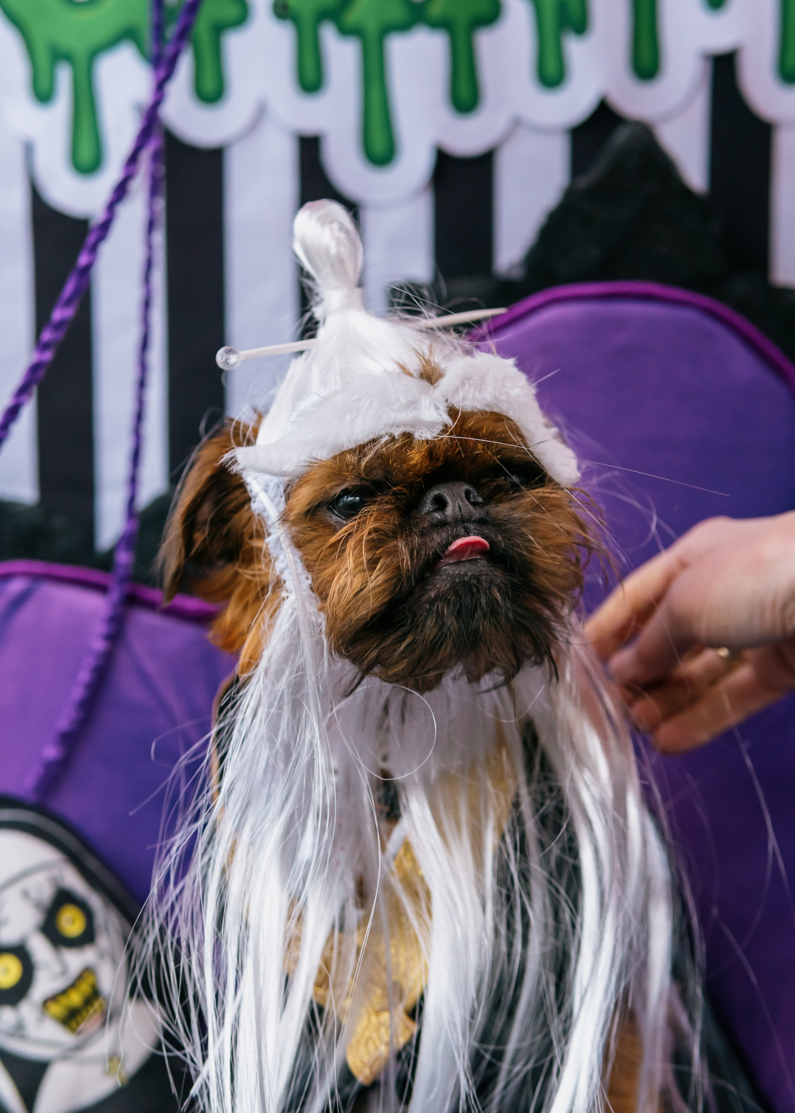 Тематическая встреча породников «Griffween». Фотограф-анималист Ксения Воробьева, Москва