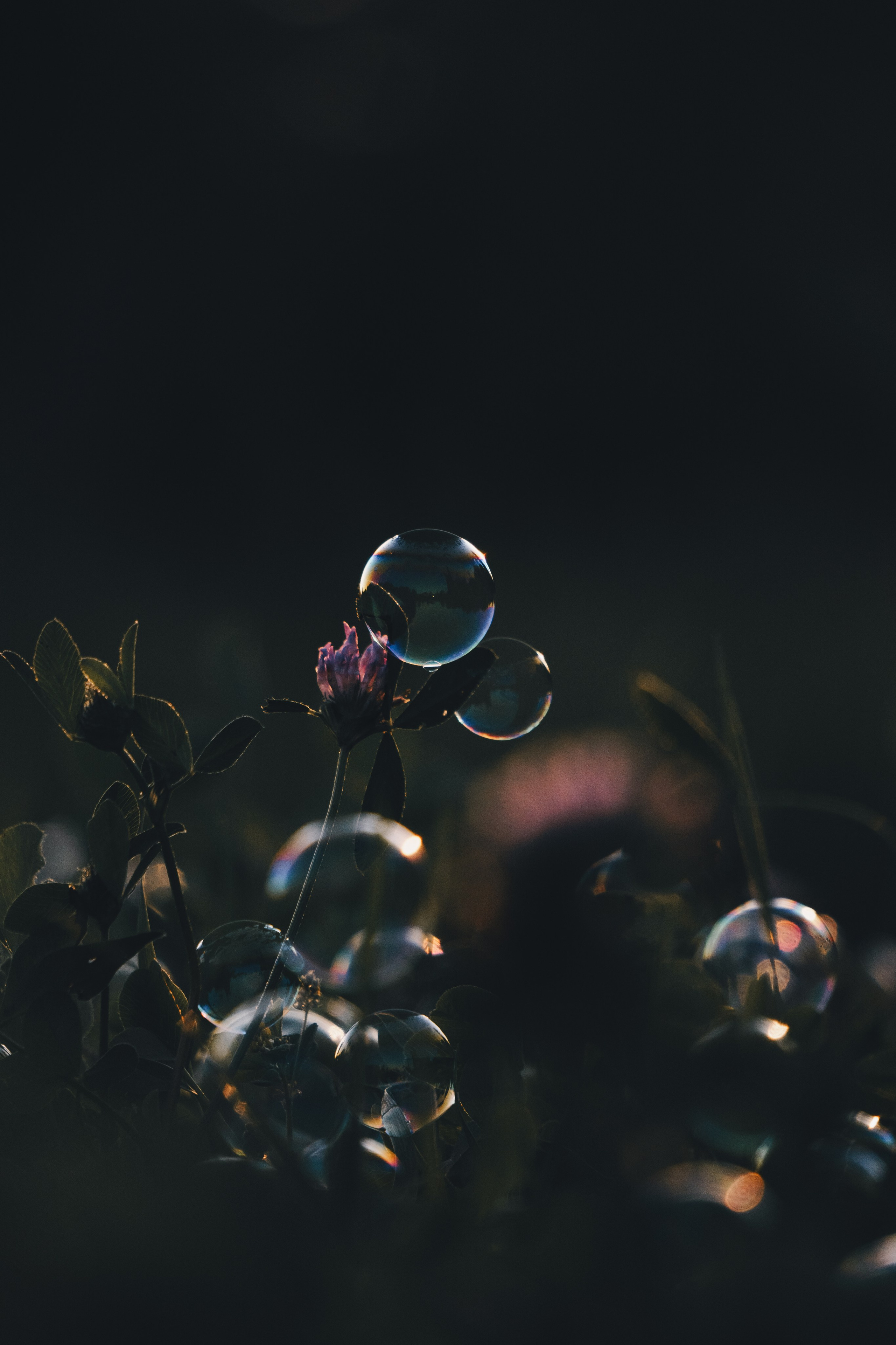 Катя и Яшма. Фотограф-анималист Ксения Воробьева, Москва