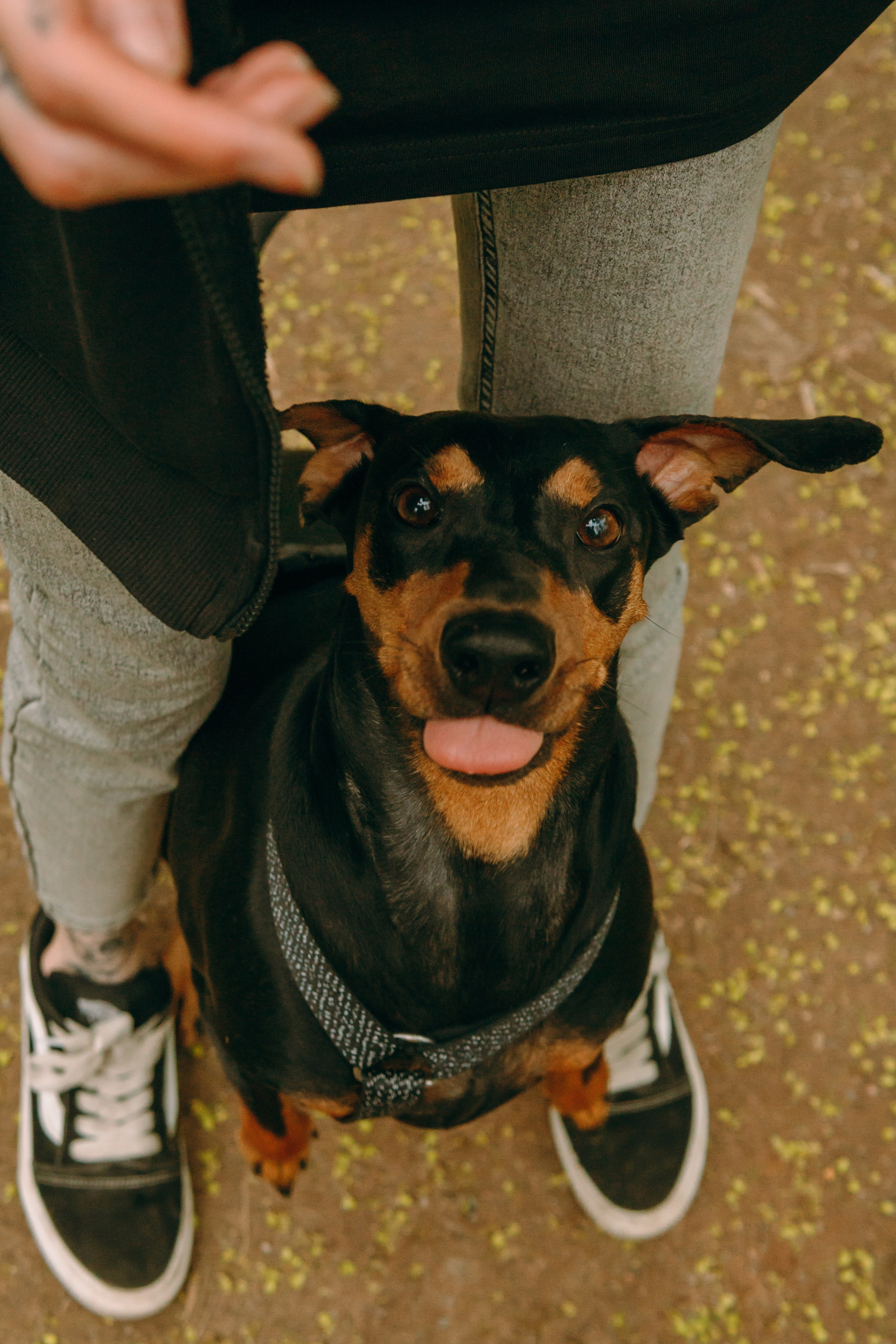 Кира, Максим и Аскара. Фотограф-анималист Ксения Воробьева, Москва
