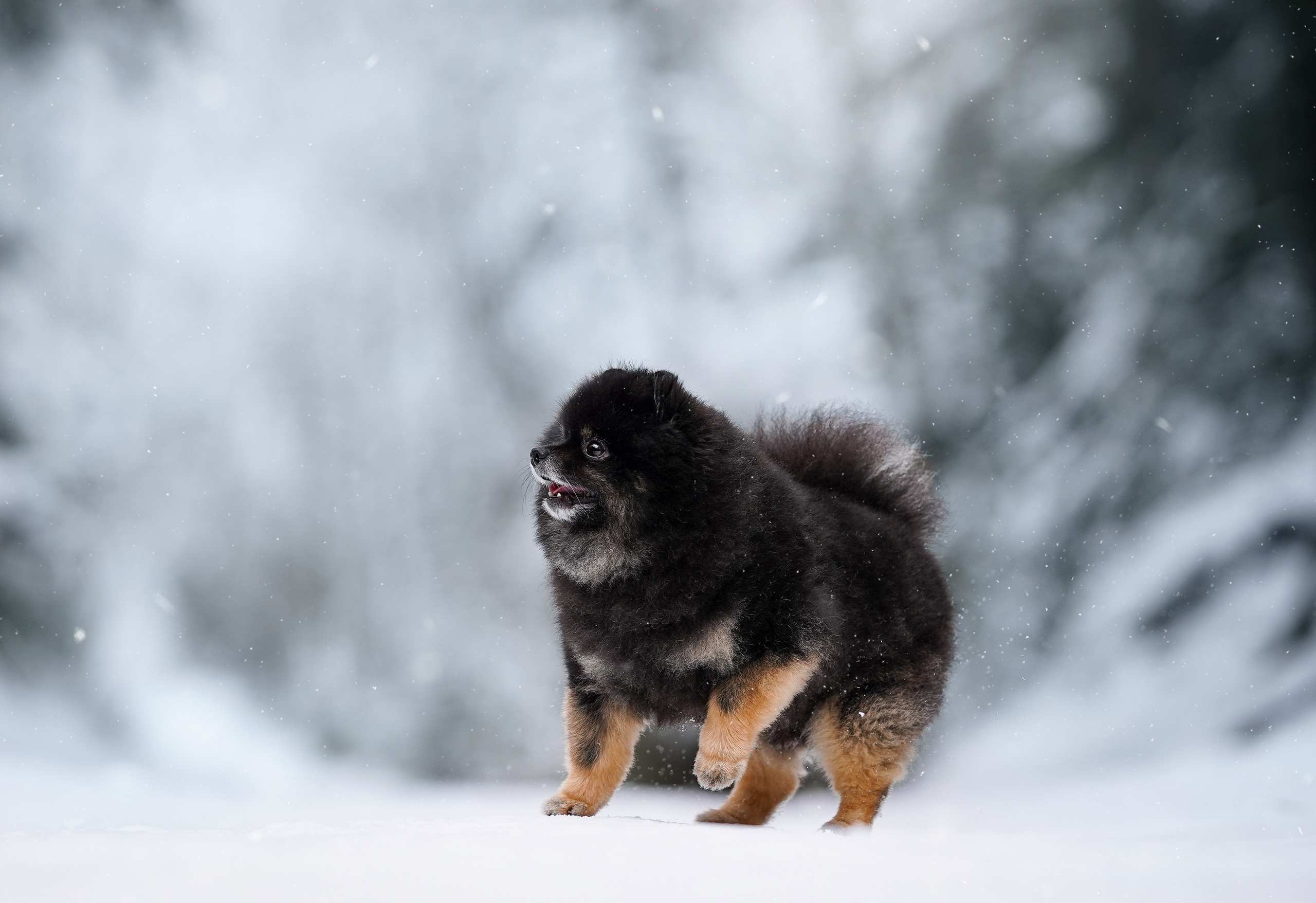 Бенчи и Арчи. Фотограф-анималист в Санкт-Петербурге Яна Мартынова
