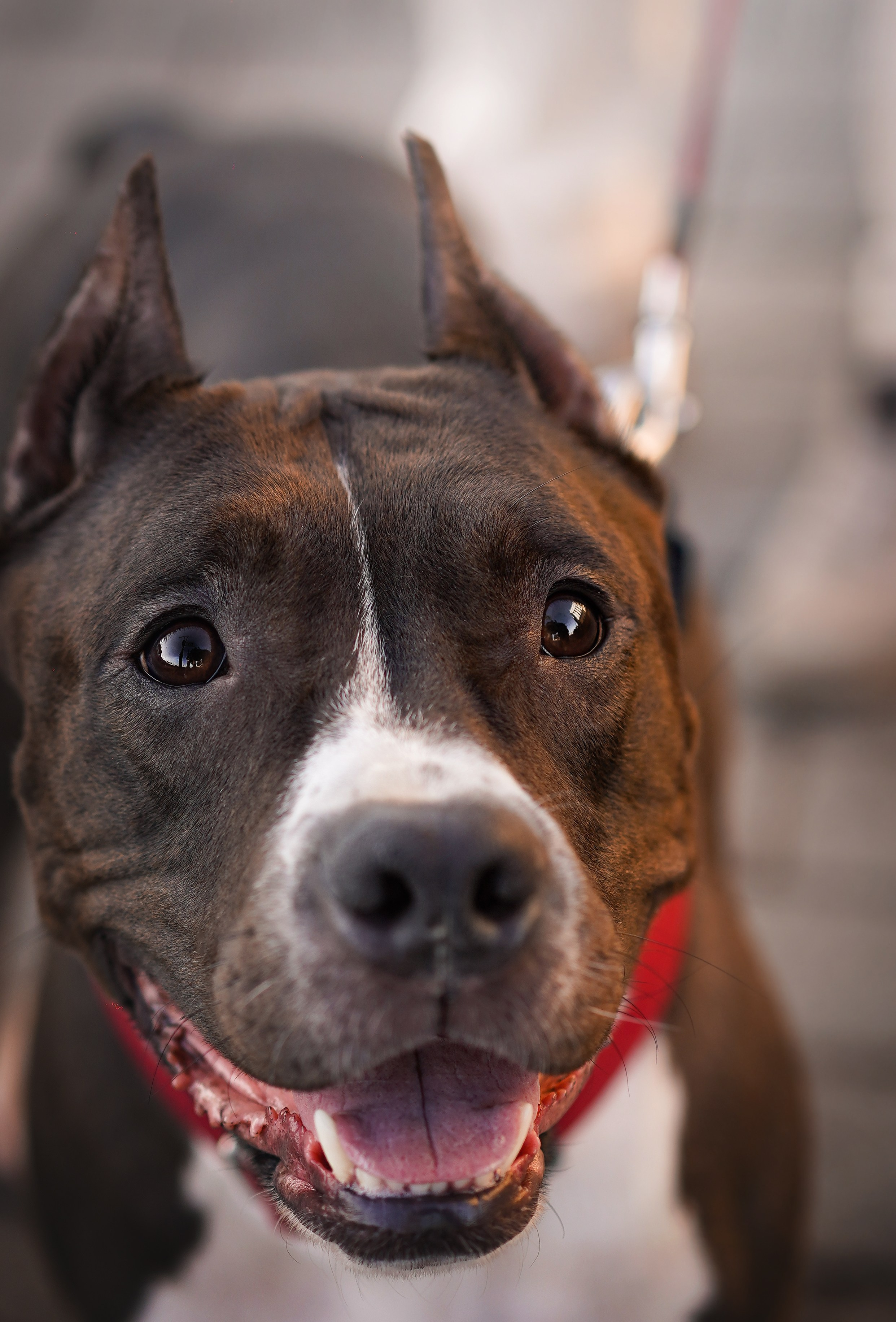 Аня Терентий и Кайли. Фотограф-анималист в Санкт-Петербурге Яна Мартынова