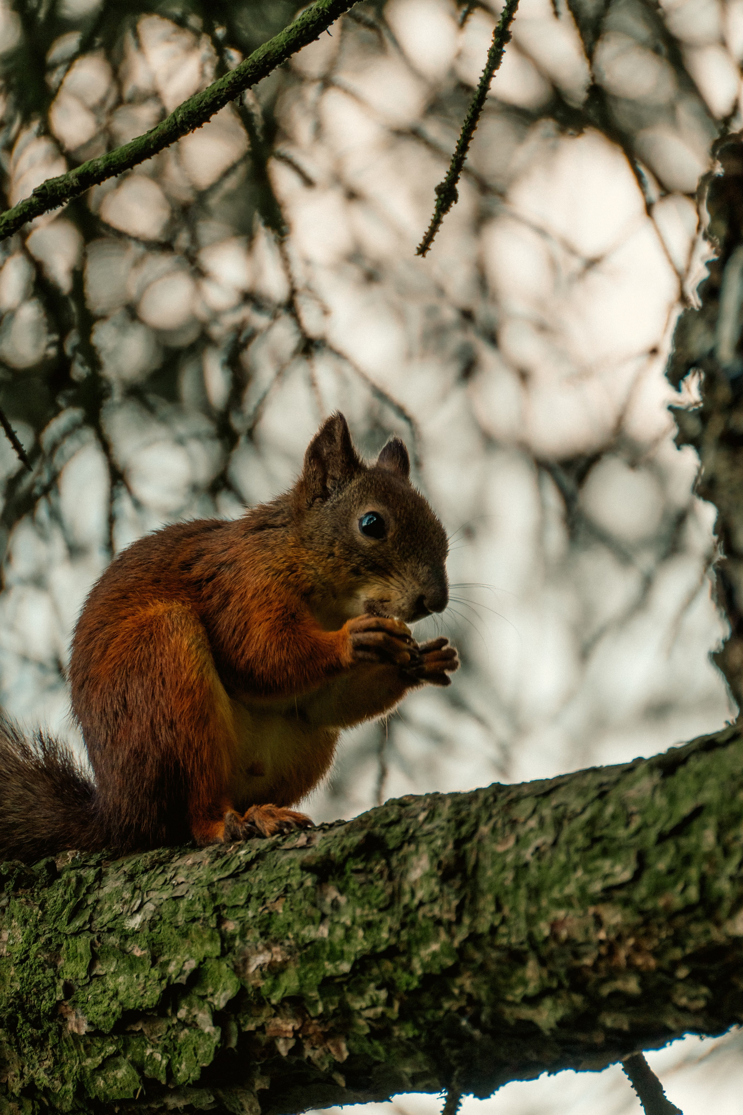 Животные. Фотограф в Санкт-Петербурге Ибрагимова Алина