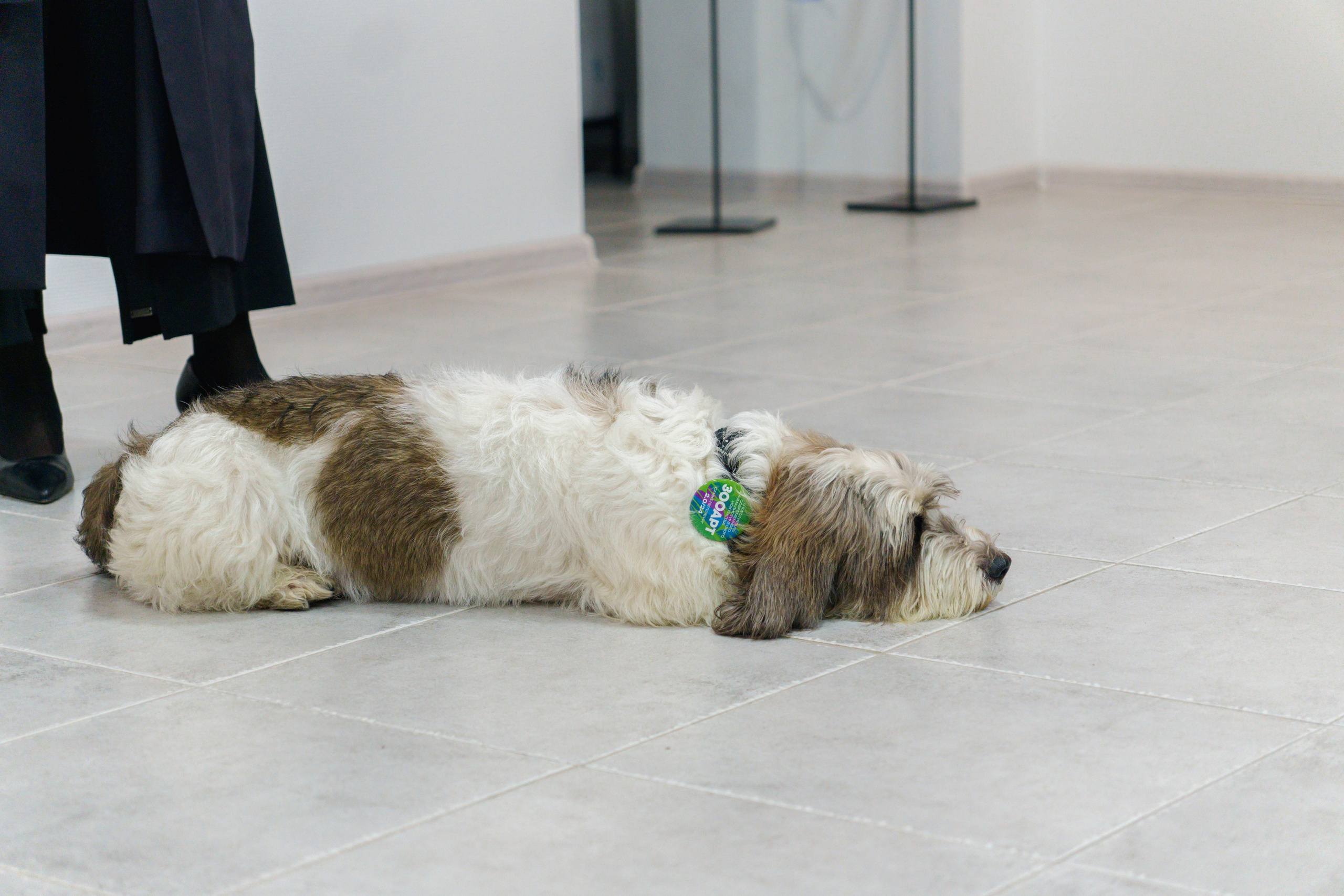 Открытие 11 фестиваля анималистики «Зооарт». Фотограф в Санкт-Петербурге Ибрагимова Алина