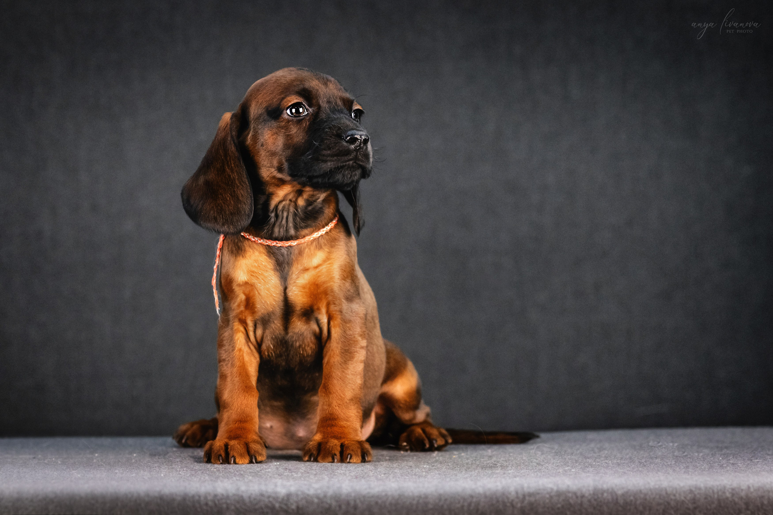 Баварки. Фотограф анималист Аня Ливанова | Рыбинск