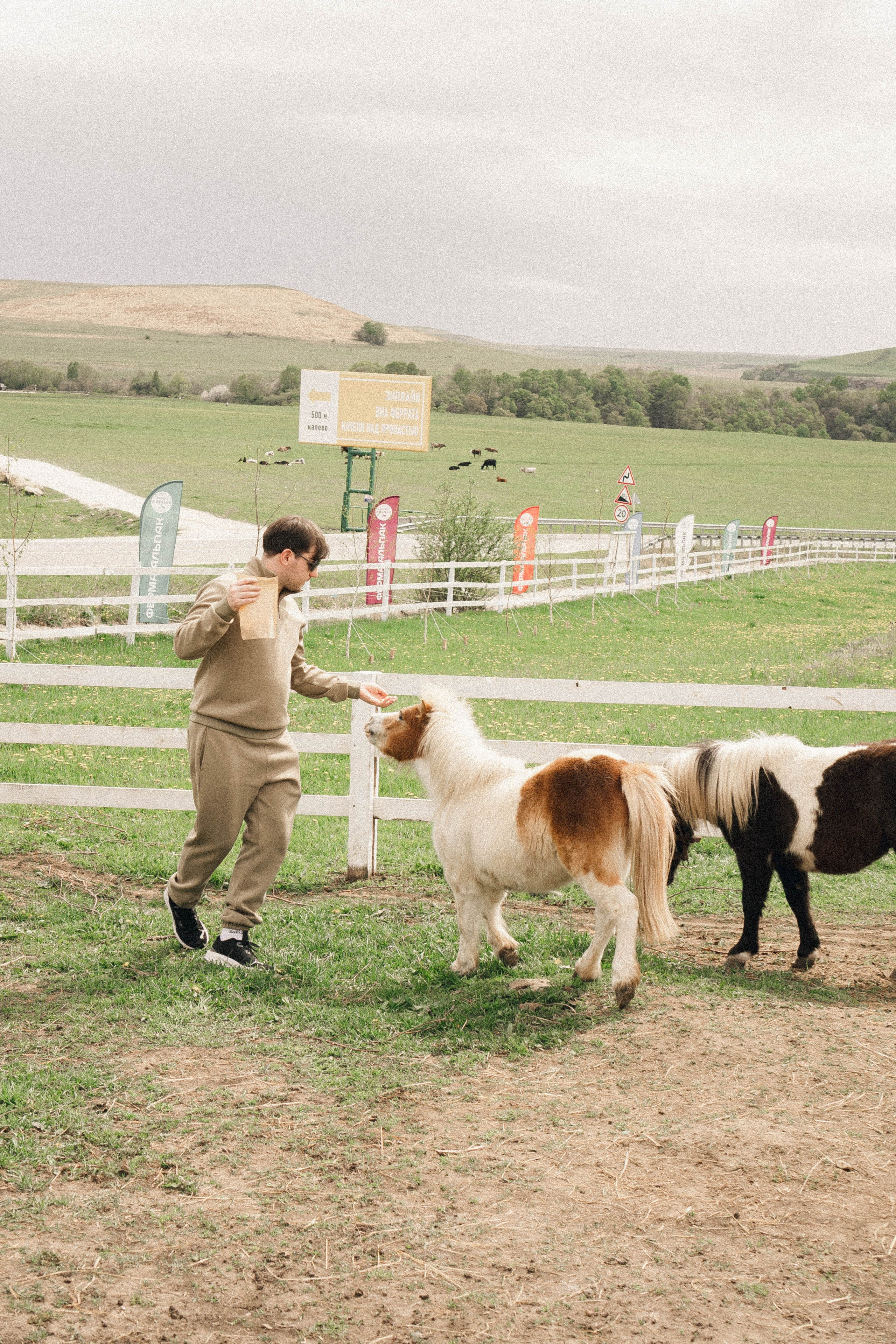 Ферма Альпак. Профессиональный фотограф, Санкт-Петербург — Виктория Богомолова