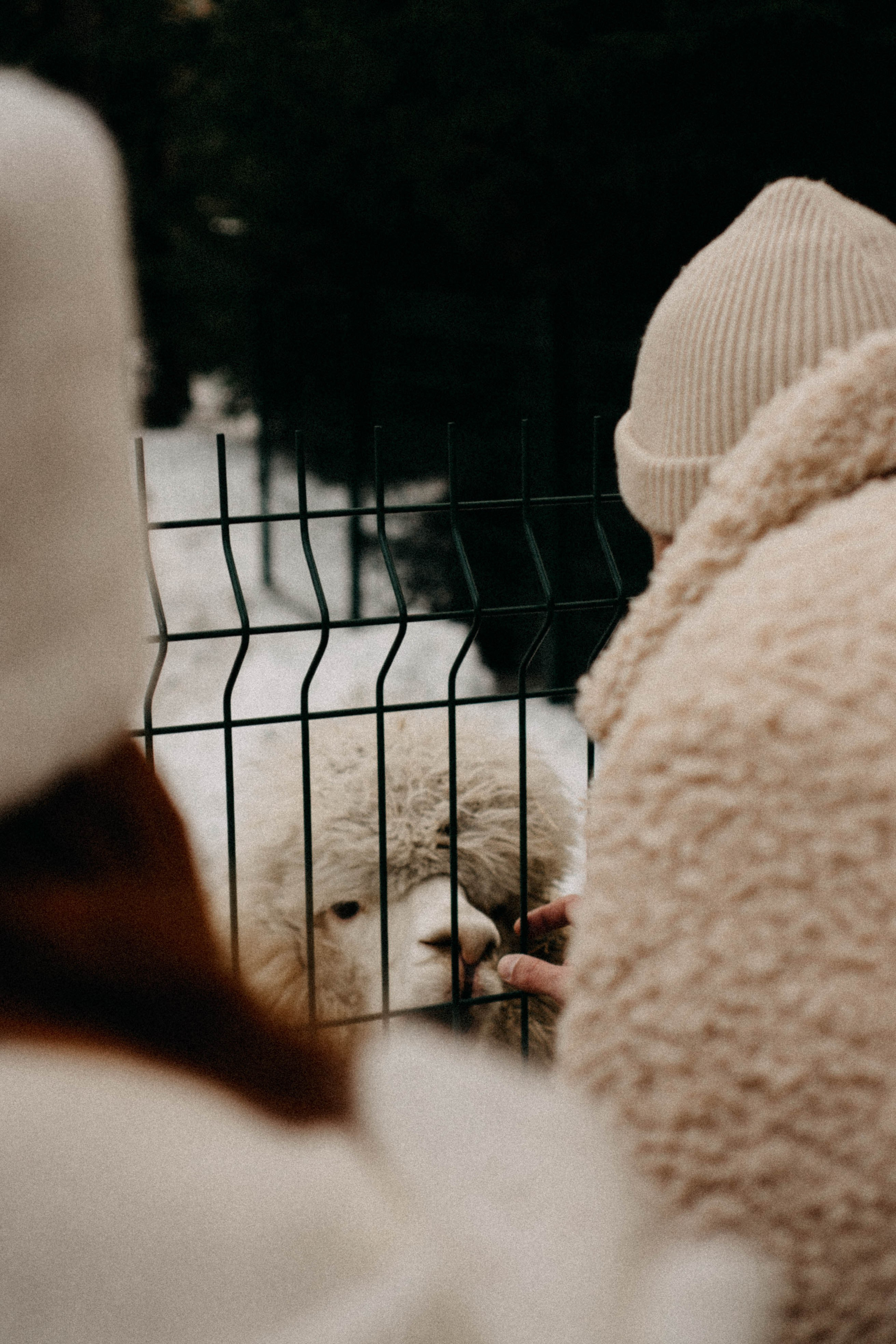Каток. Профессиональный фотограф, Санкт-Петербург — Виктория Богомолова