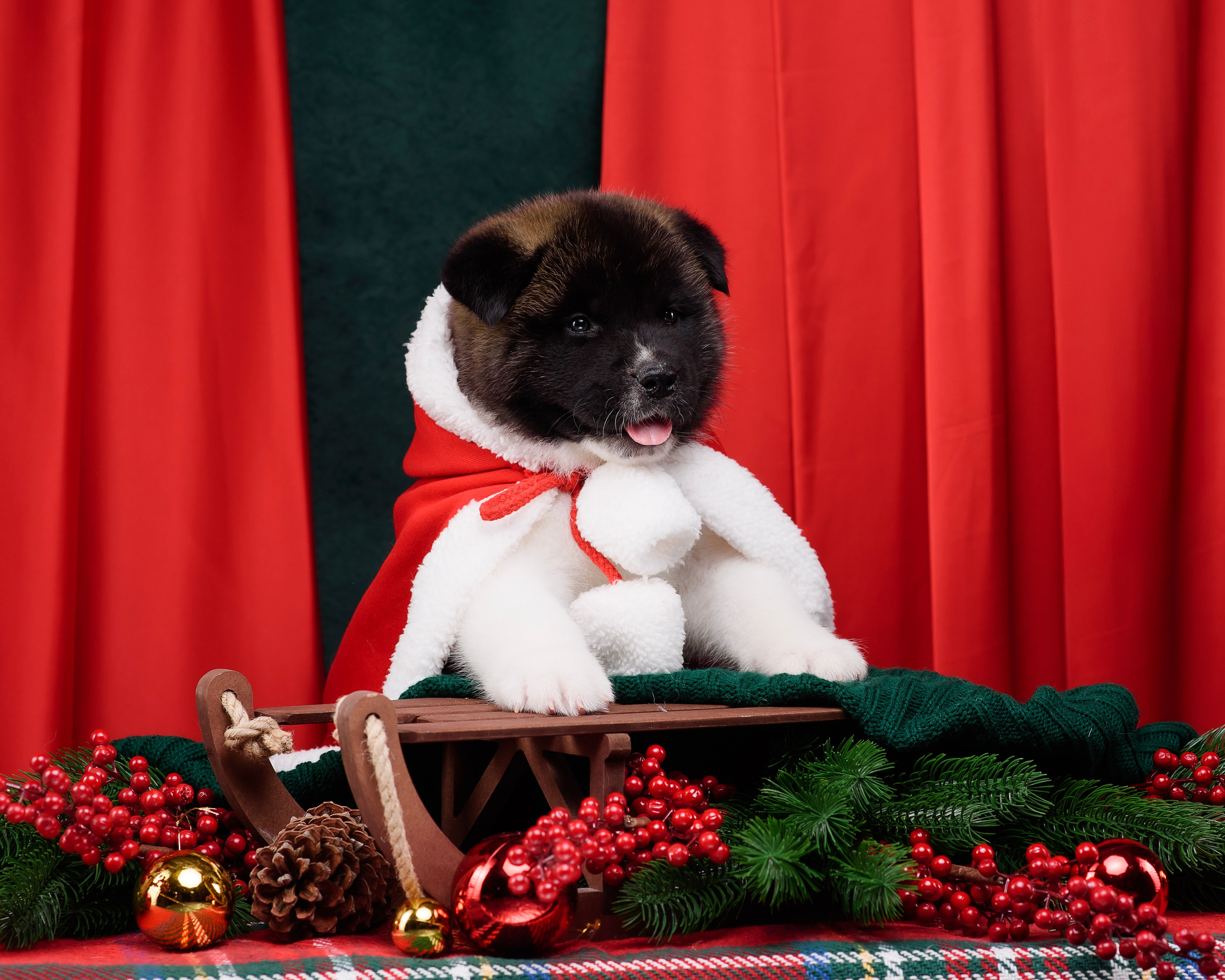 Щенки Американской Акиты. Фотограф — Анималист | Анна Абрамова