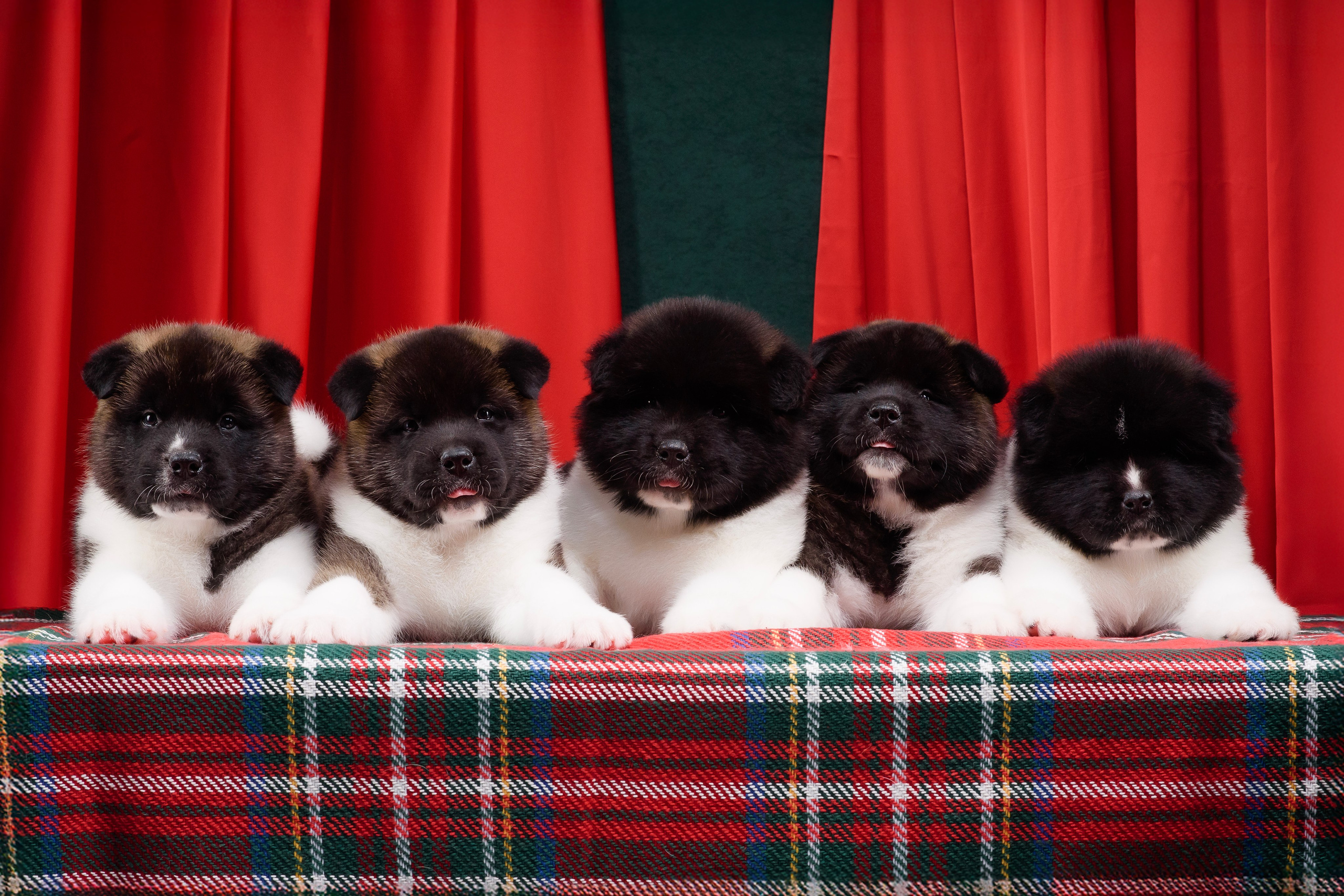 Щенки Американской Акиты. Фотограф — Анималист | Анна Абрамова