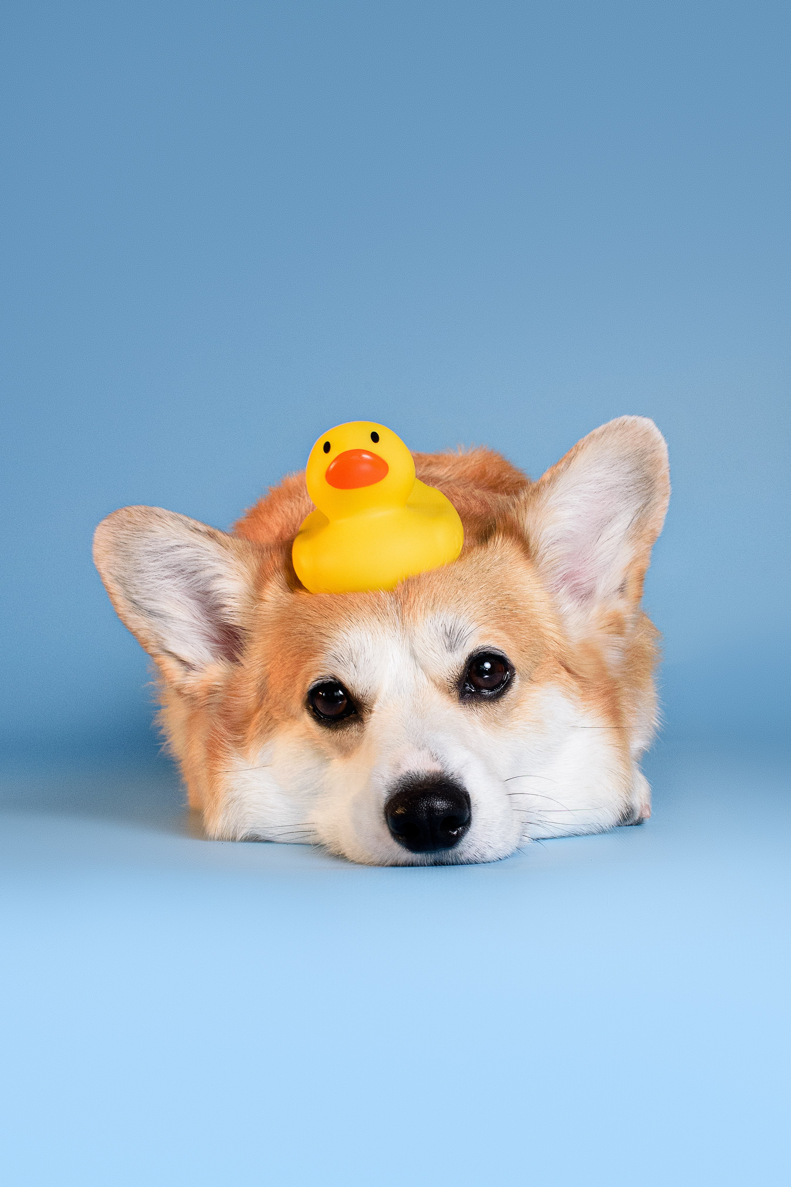 Лея съемка на однотонном фоне — 2024. Фотограф — Анималист | Анна Абрамова