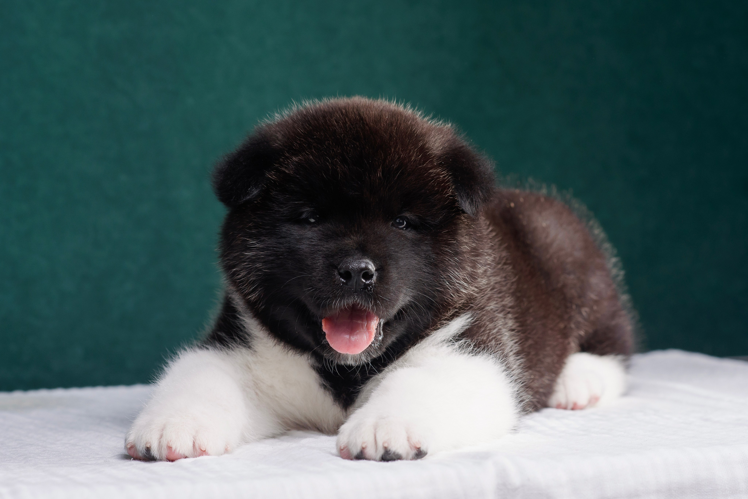 Щенки Американской Акиты. Фотограф — Анималист | Анна Абрамова