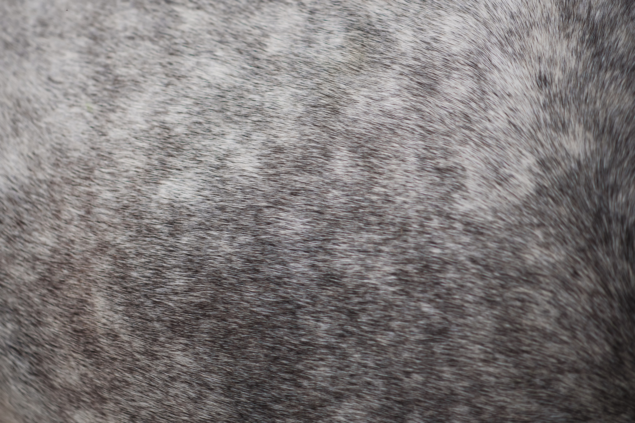 Дакар и Рамина — 29.06.2024. Фотограф — Анималист | Анна Абрамова