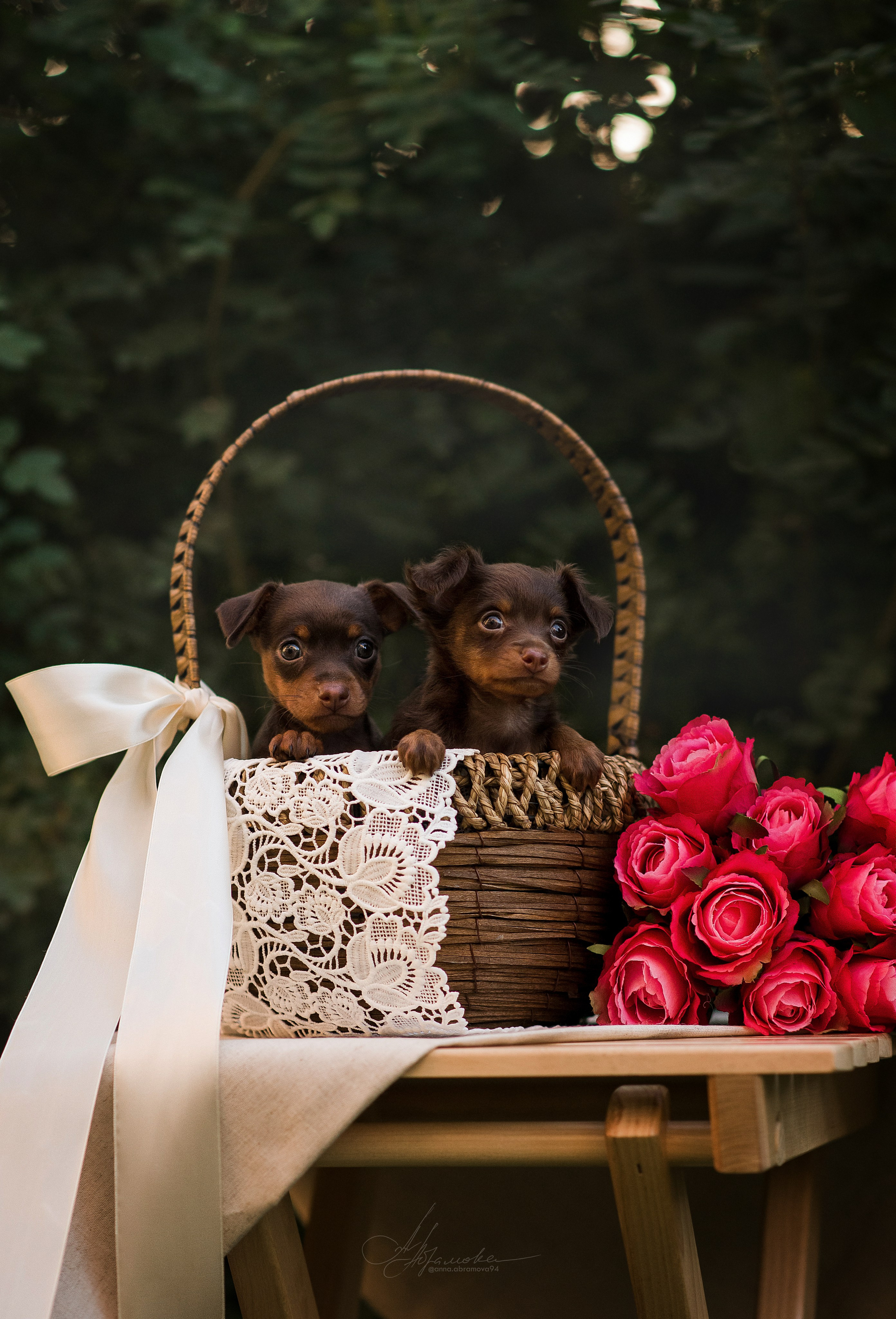 Щенки пражских крысариков — 06.08.2023. Фотограф — Анималист | Анна Абрамова