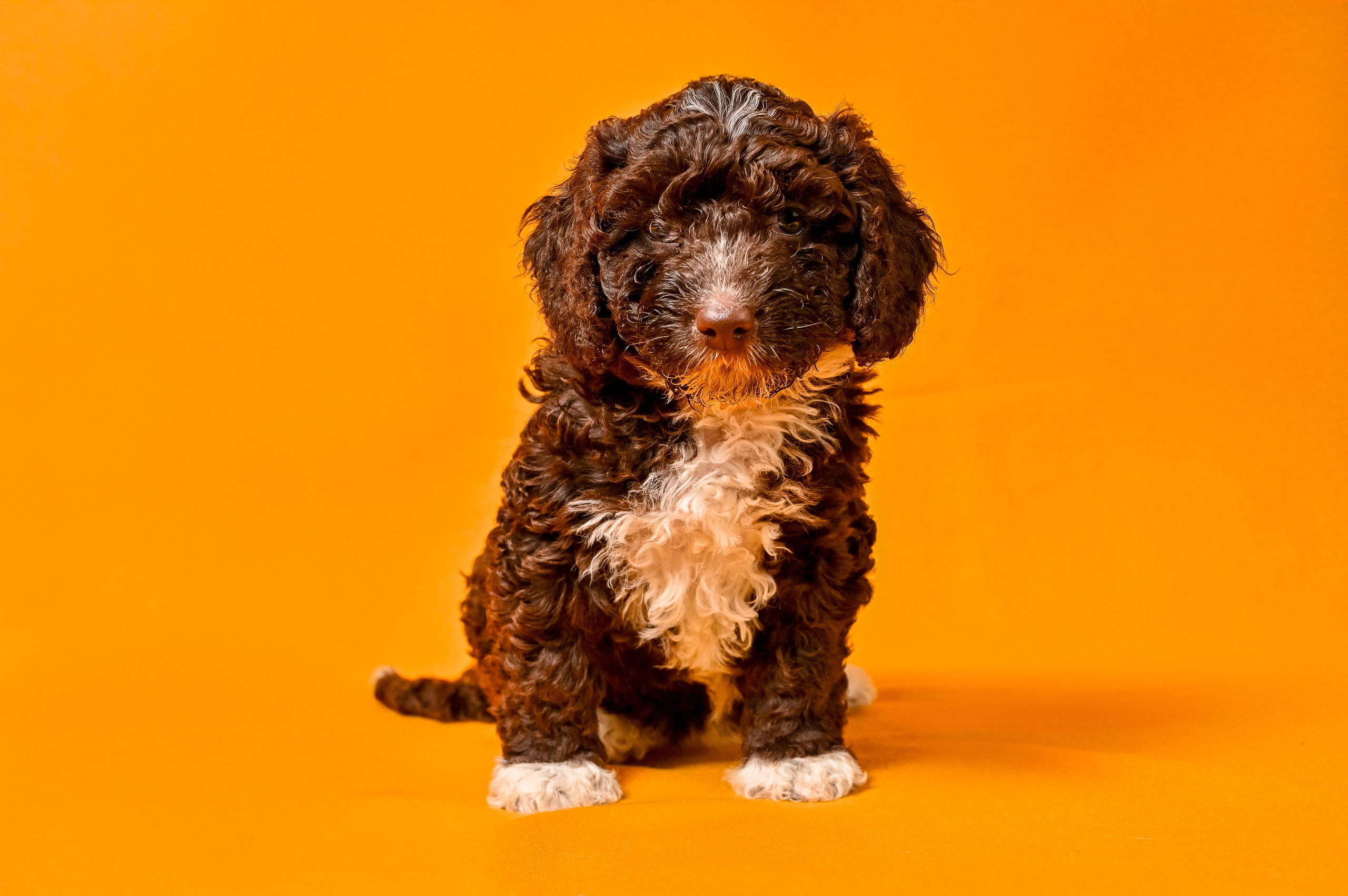 Питомцы. Интерьерный фотограф. Фото- видеосъемка недвижимости Санкт-Петербург