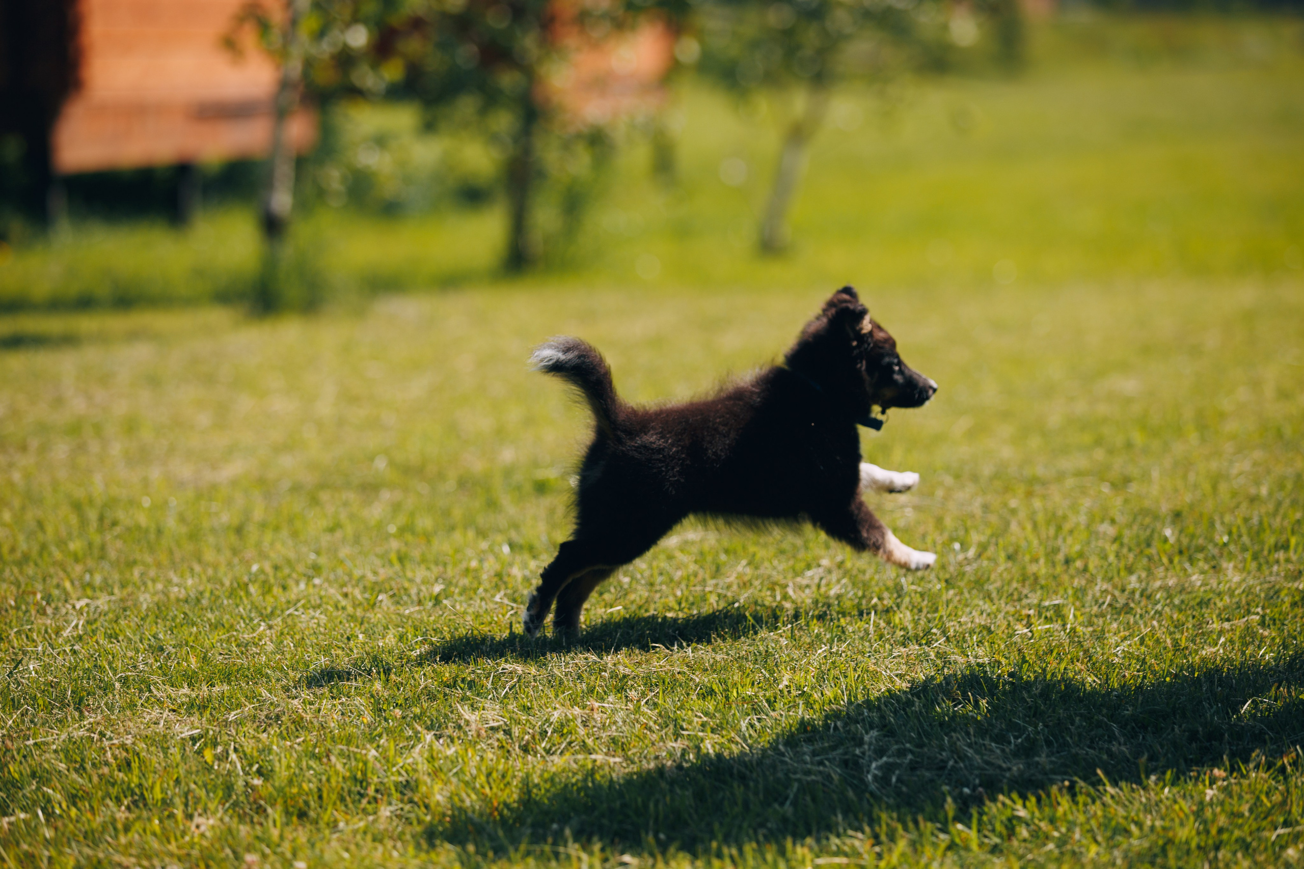 Кинологический лагерь в Горыныче. Фотограф анималист Кристина Карпова, Москва