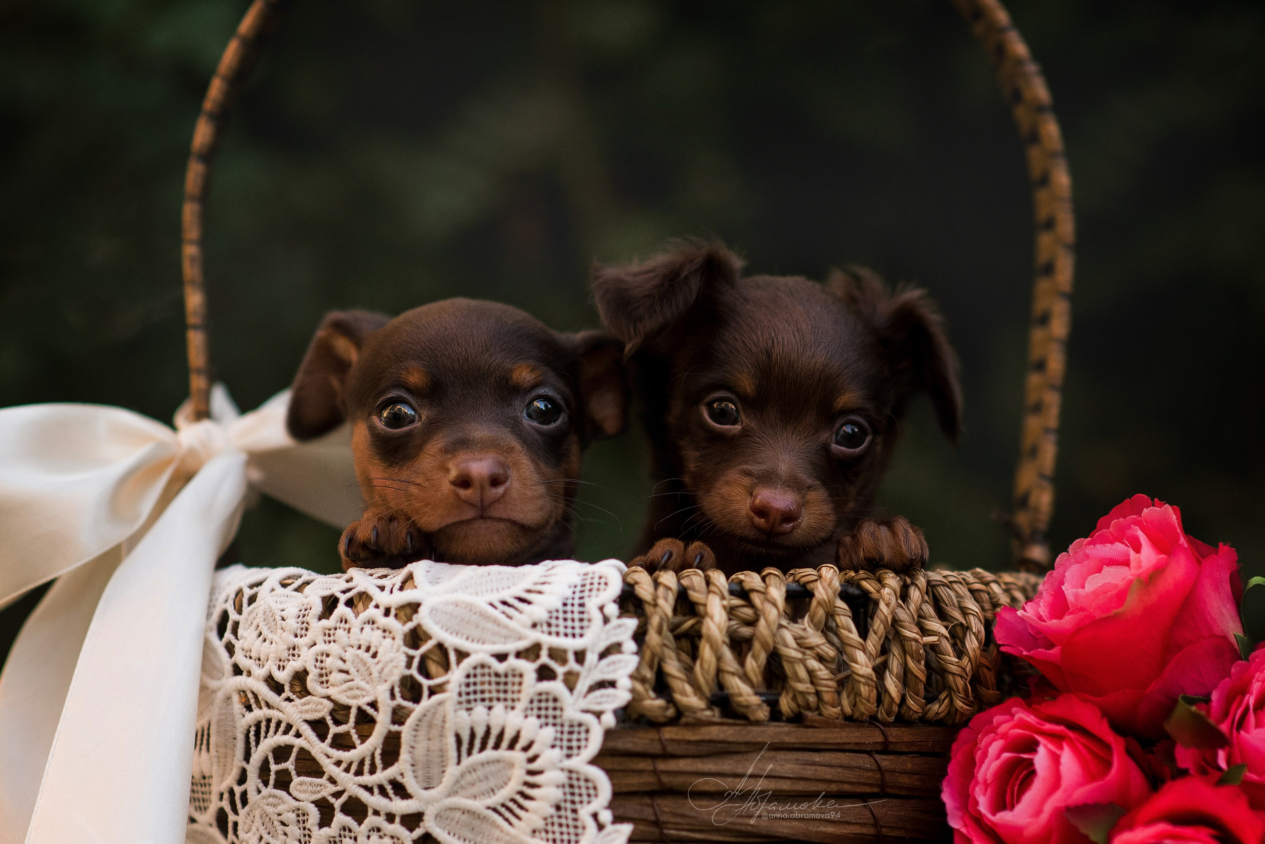 Щенки пражских крысариков — 06.08.2023. Фотограф — Анималист | Анна Абрамова