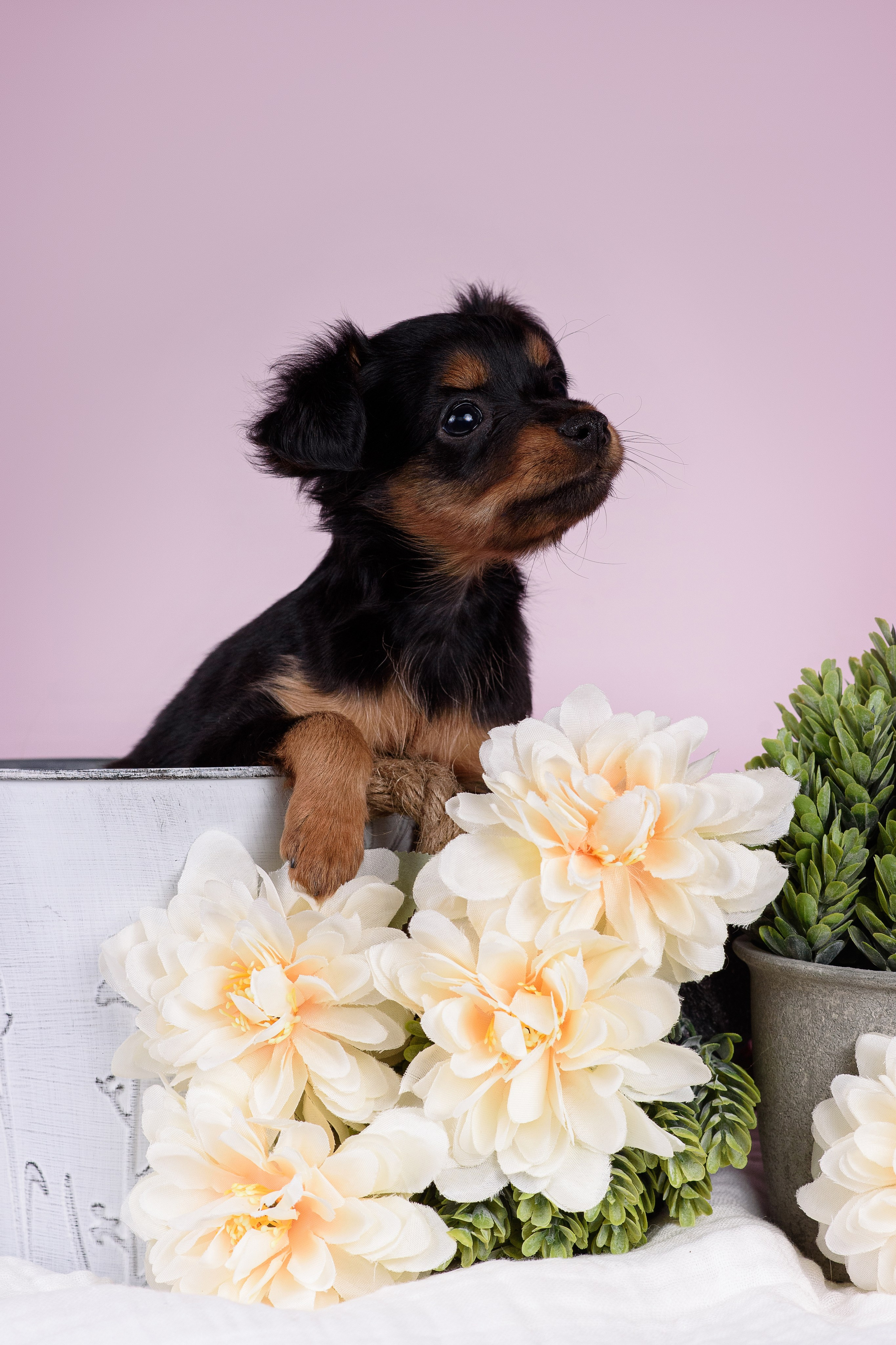 Щенки Пражских крысариков -13.04.2024. Фотограф — Анималист | Анна Абрамова