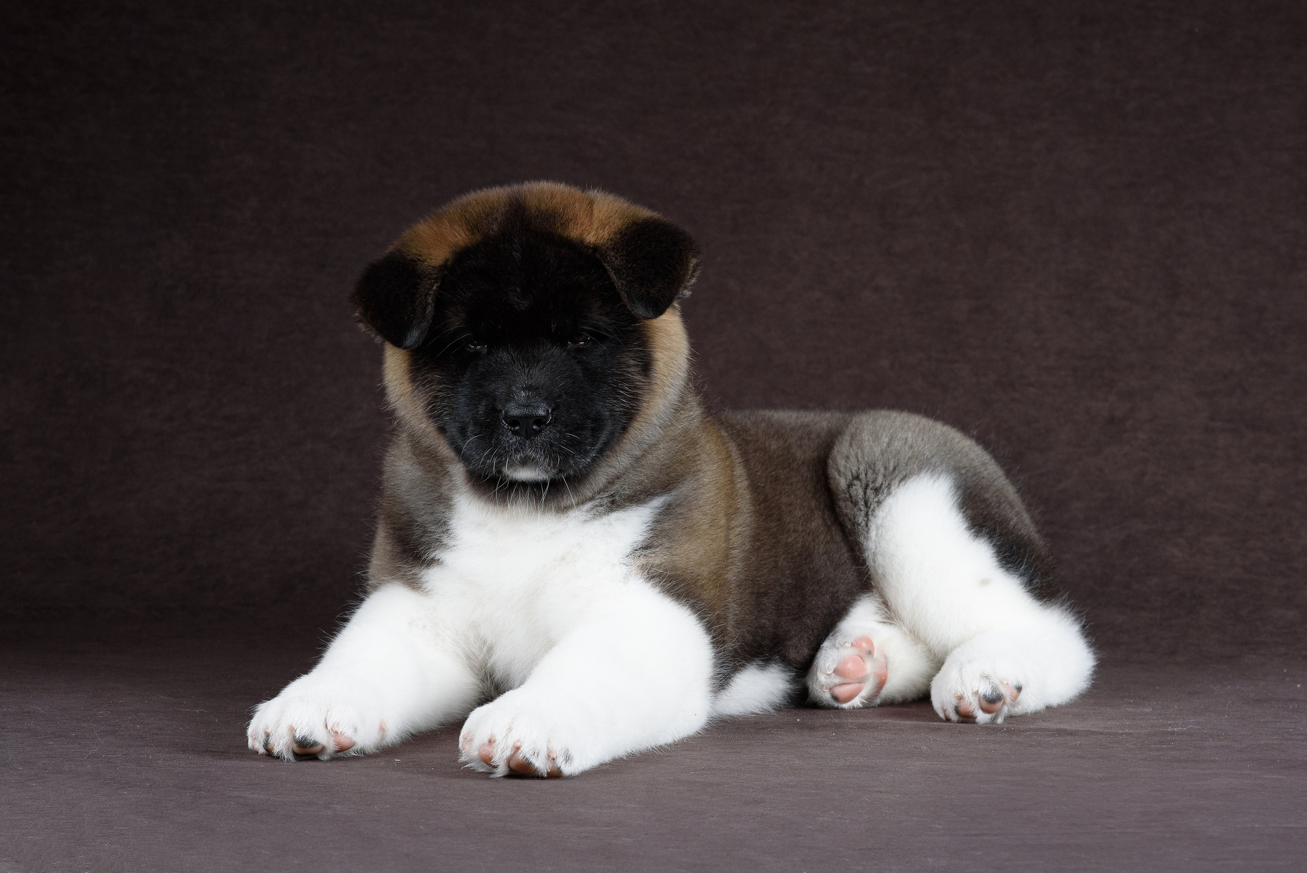 Щенки Американской Акиты (GRAND AMAK) Цезарь и Ника — 15.03.2024. Фотограф — Анималист | Анна Абрамова
