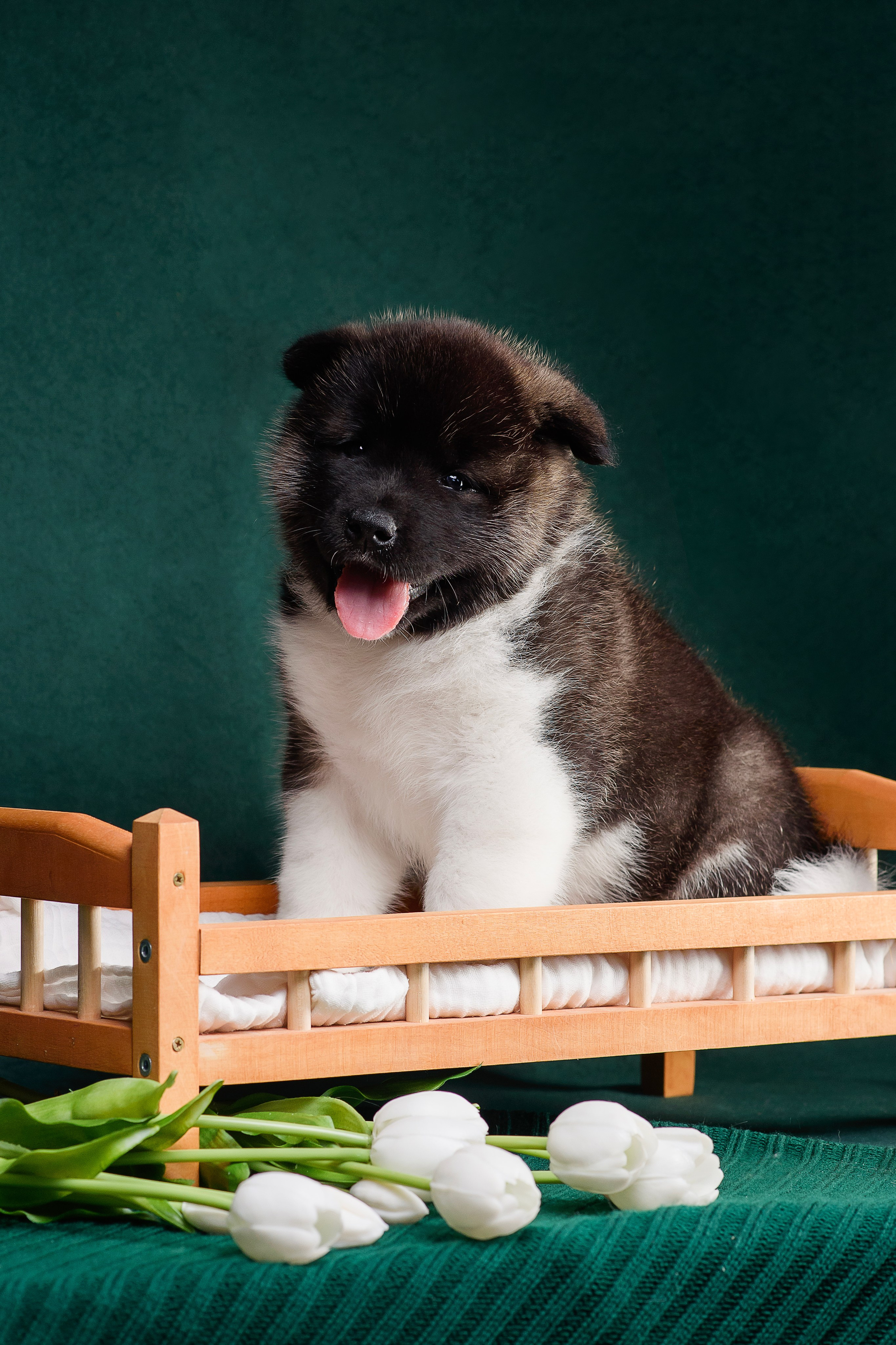 Щенки Американской Акиты. Фотограф — Анималист | Анна Абрамова