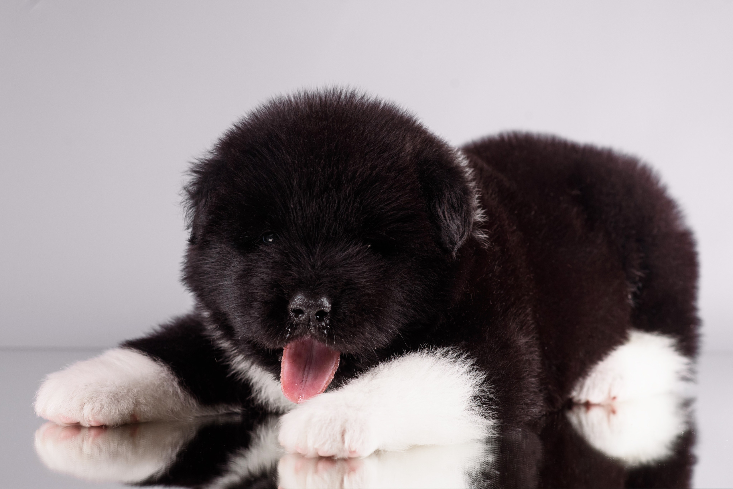 Щенки Американской Акиты — 04.11.2024. Фотограф — Анималист | Анна Абрамова