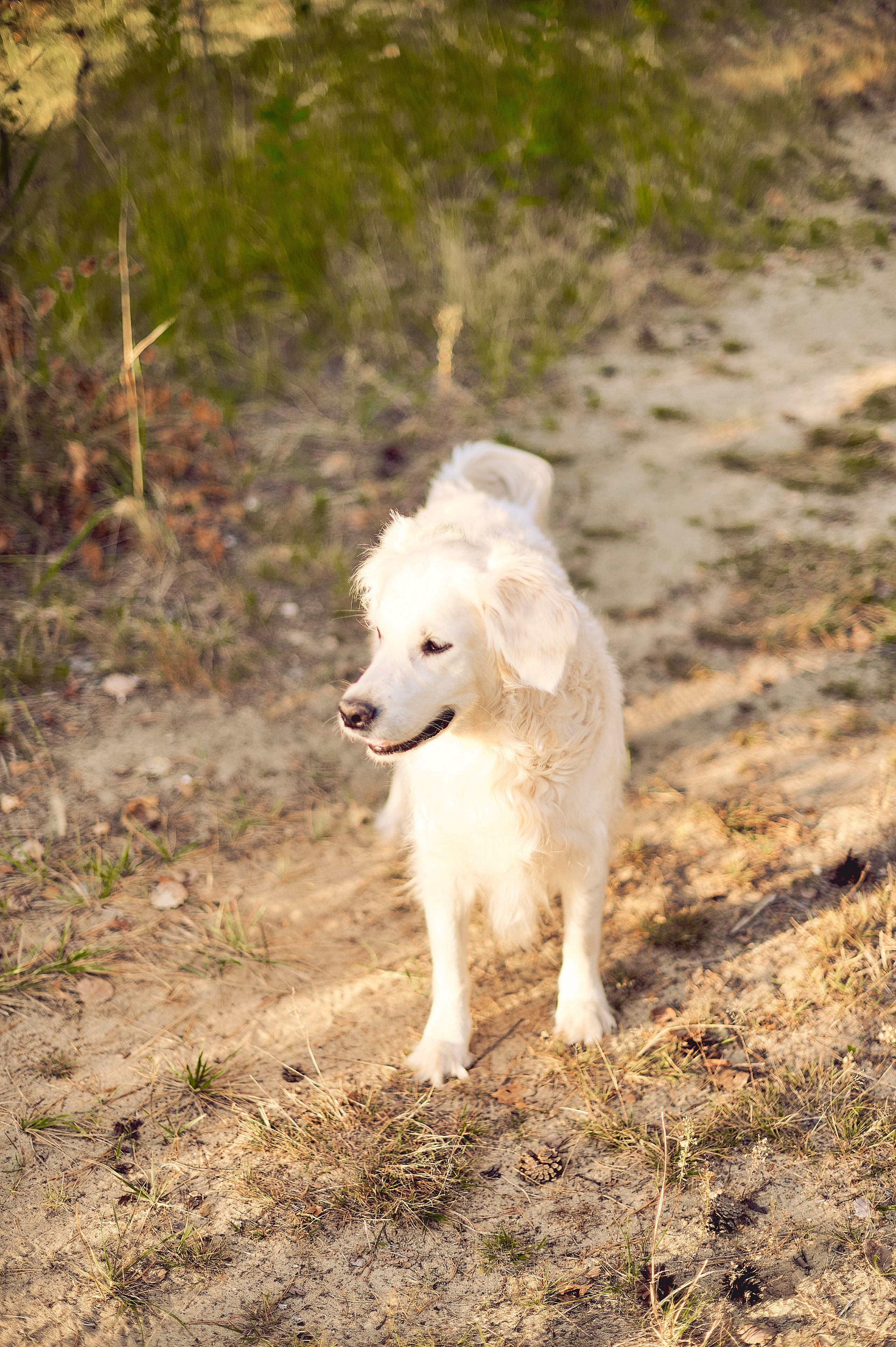 МАРТУШЕ 18. Свадебный и семейный фотограф РИТА БОЧКАРЁВА