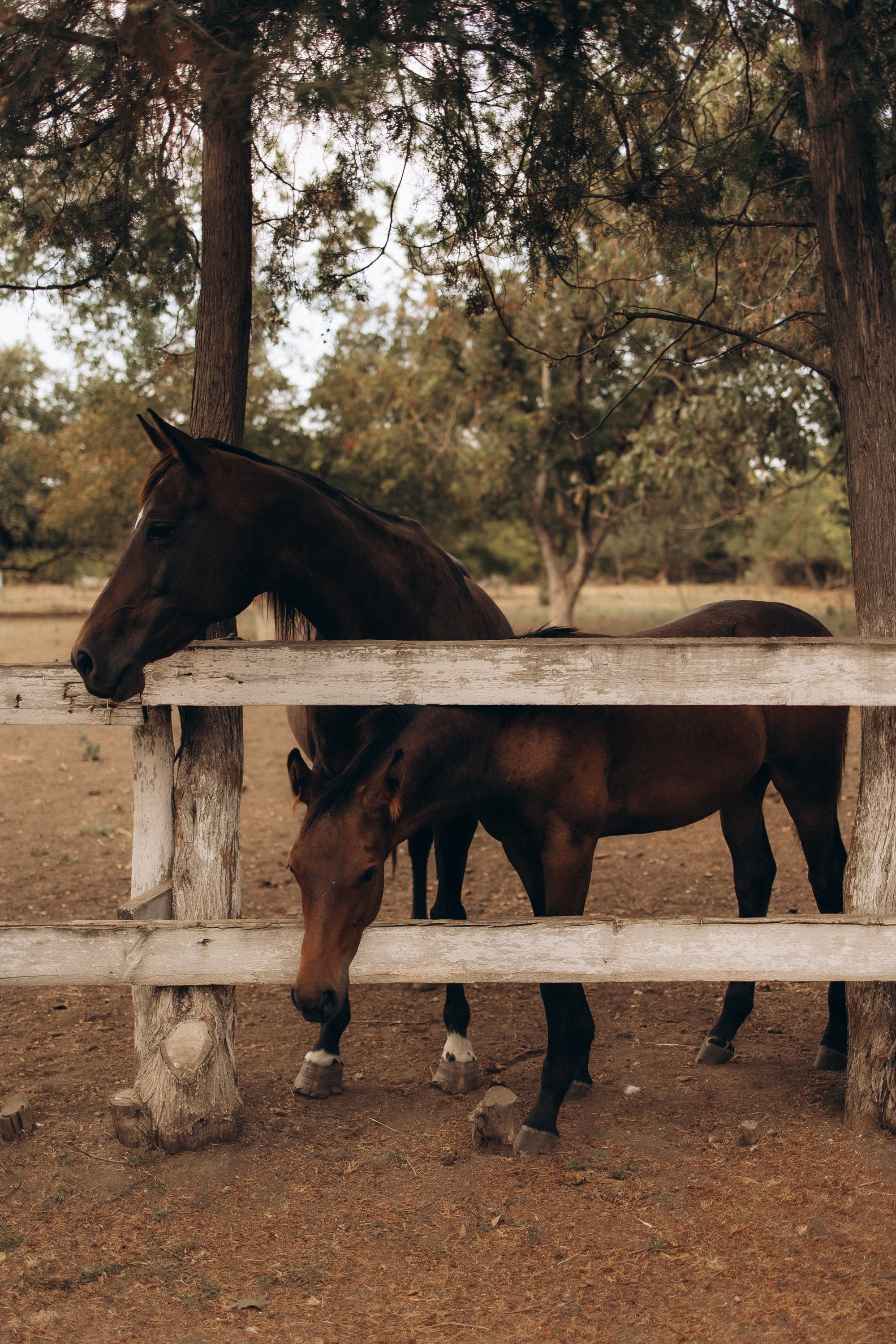 Мама с дочкой. Конюшня. Семейный фотограф в Краснодаре Храмова Анна