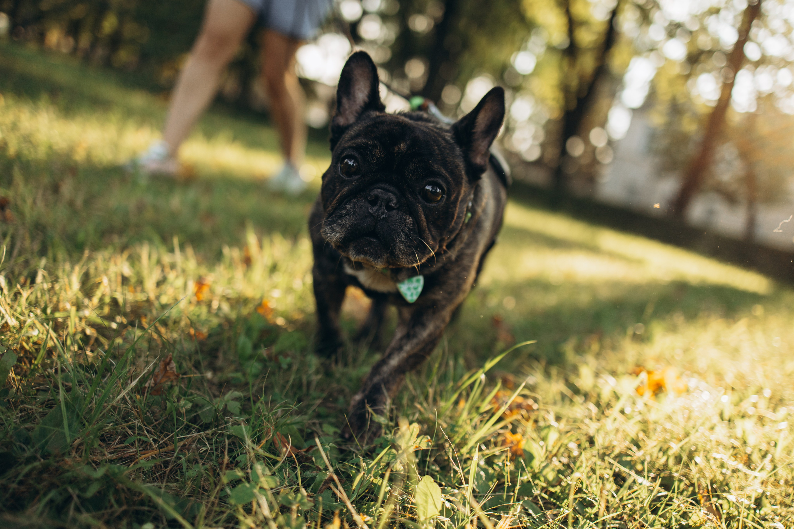 Олеся и Луи. Фотограф — Анималист | Санкт-Петербург