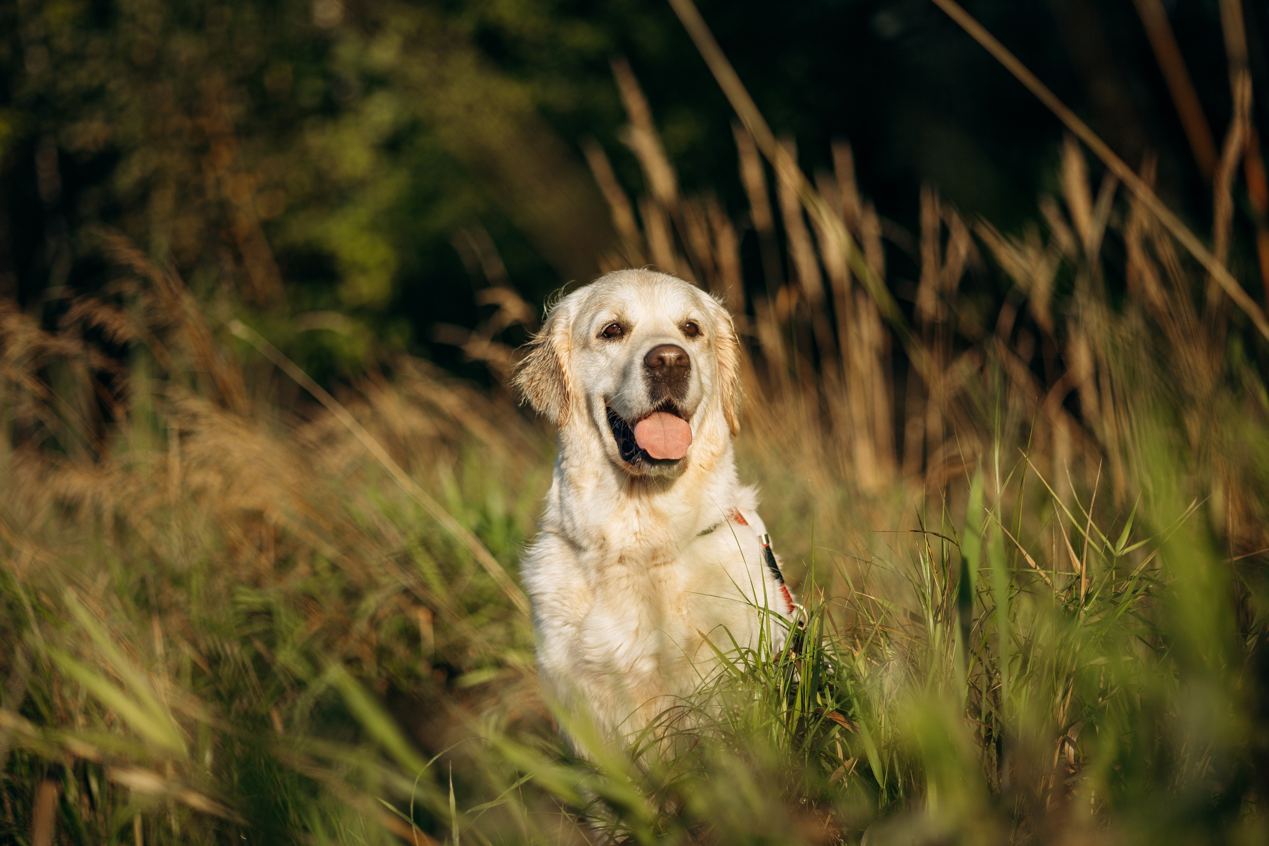 Ирина и ее золотинки. Фотограф — Анималист | Санкт-Петербург