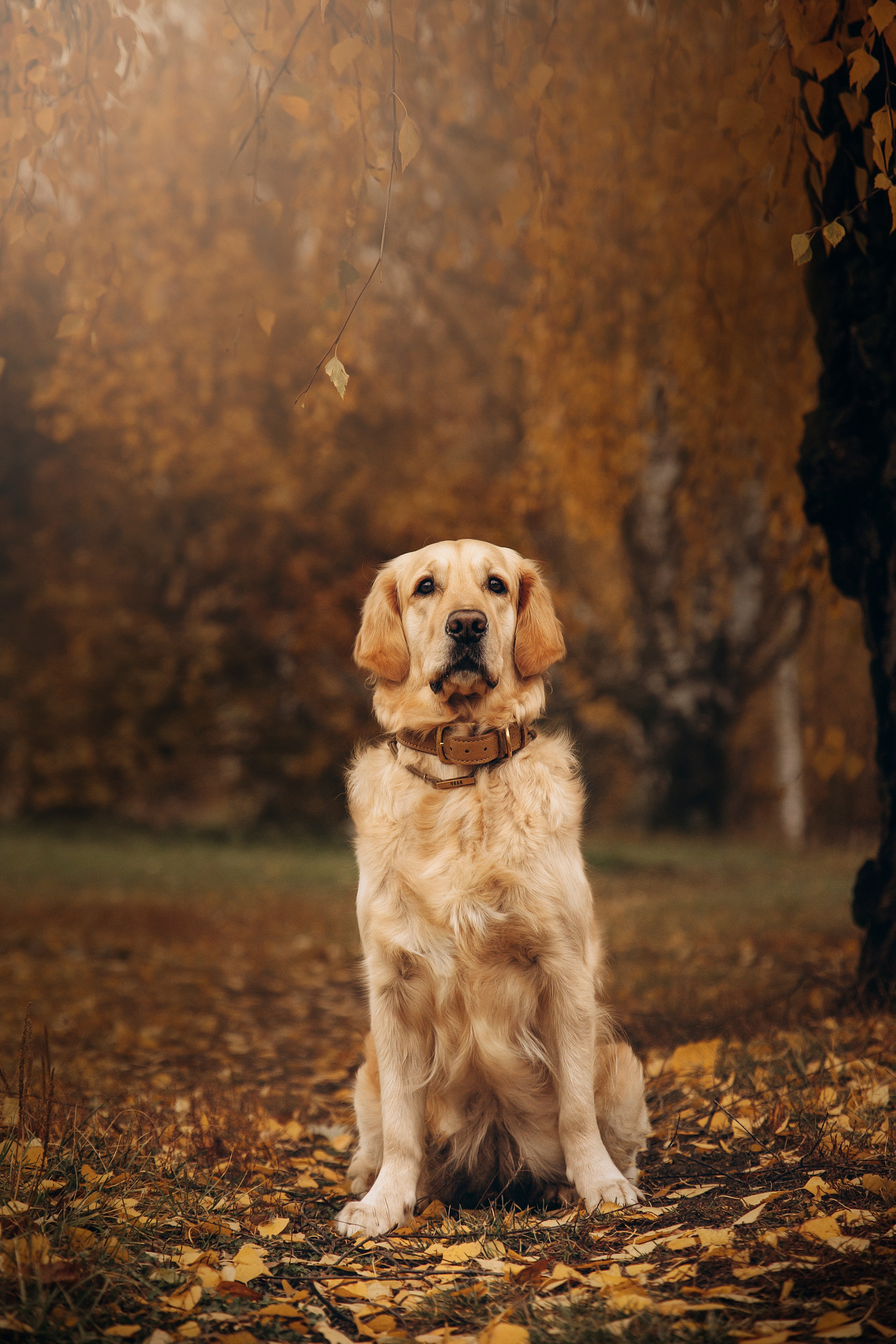 Марина и Чили. Фотограф — Анималист | Санкт-Петербург
