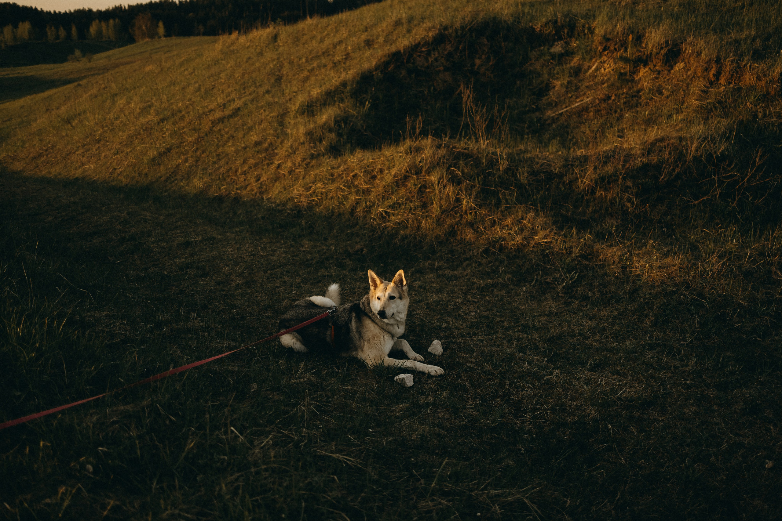 Саша и Зельда. Фотограф — Анималист | Санкт-Петербург