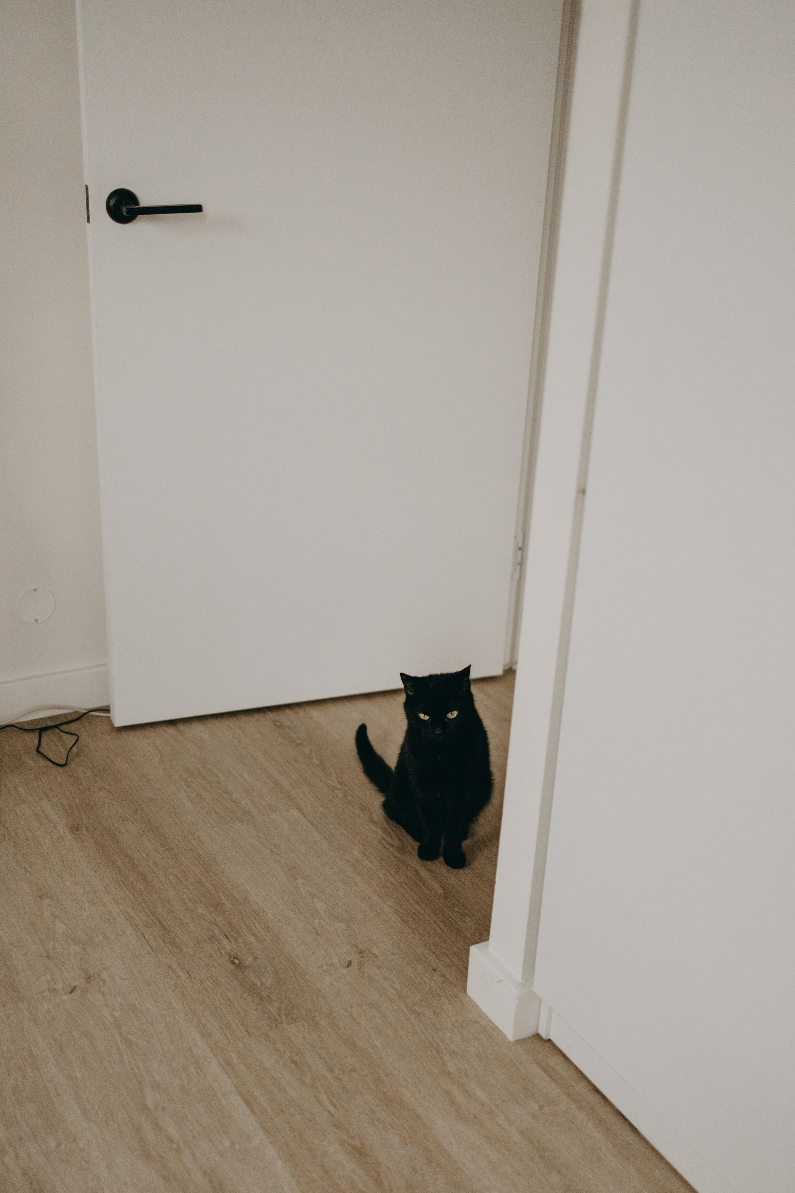 Настя, Никита и их Гром и Мяу. Фотограф — Анималист | Санкт-Петербург