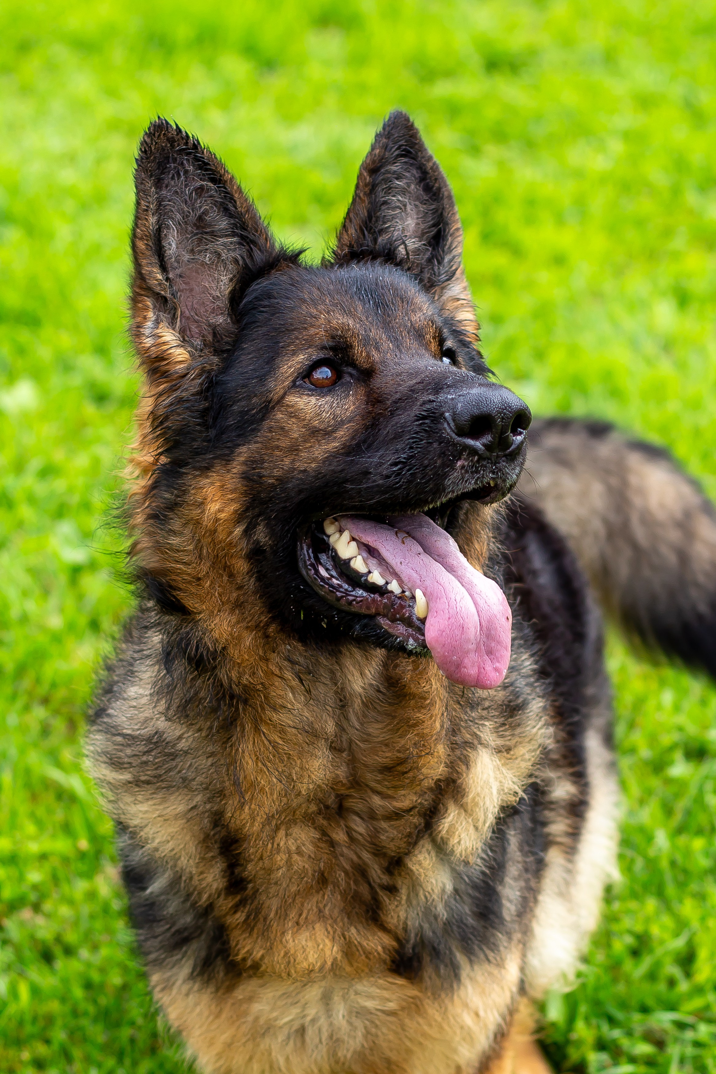 Собачья жизнь — Зоогостиница «Счастливые мечтатели». Фотограф • Орехово-Зуево • Балашиха • TEFO