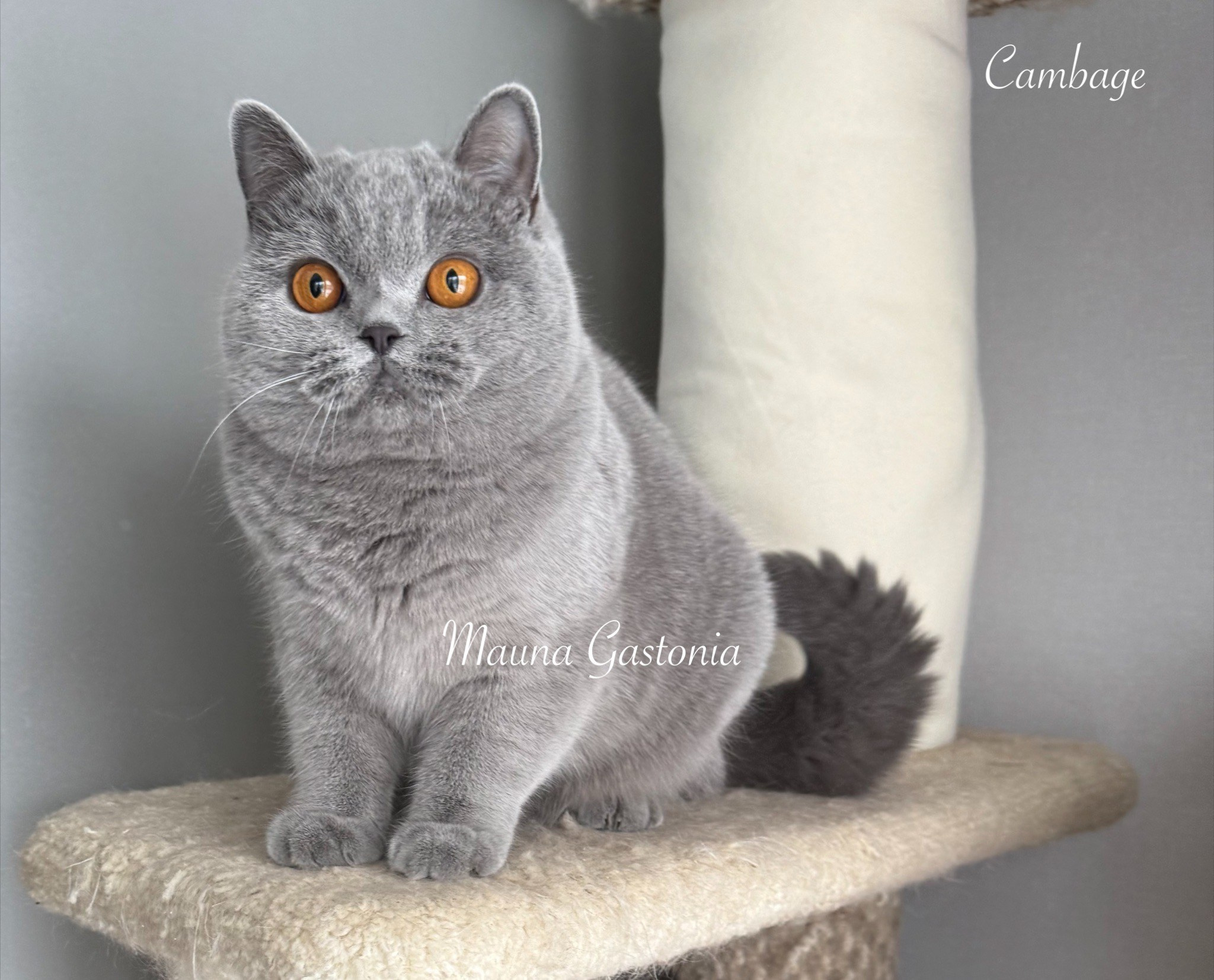 Cambage. Mauna Gastonia