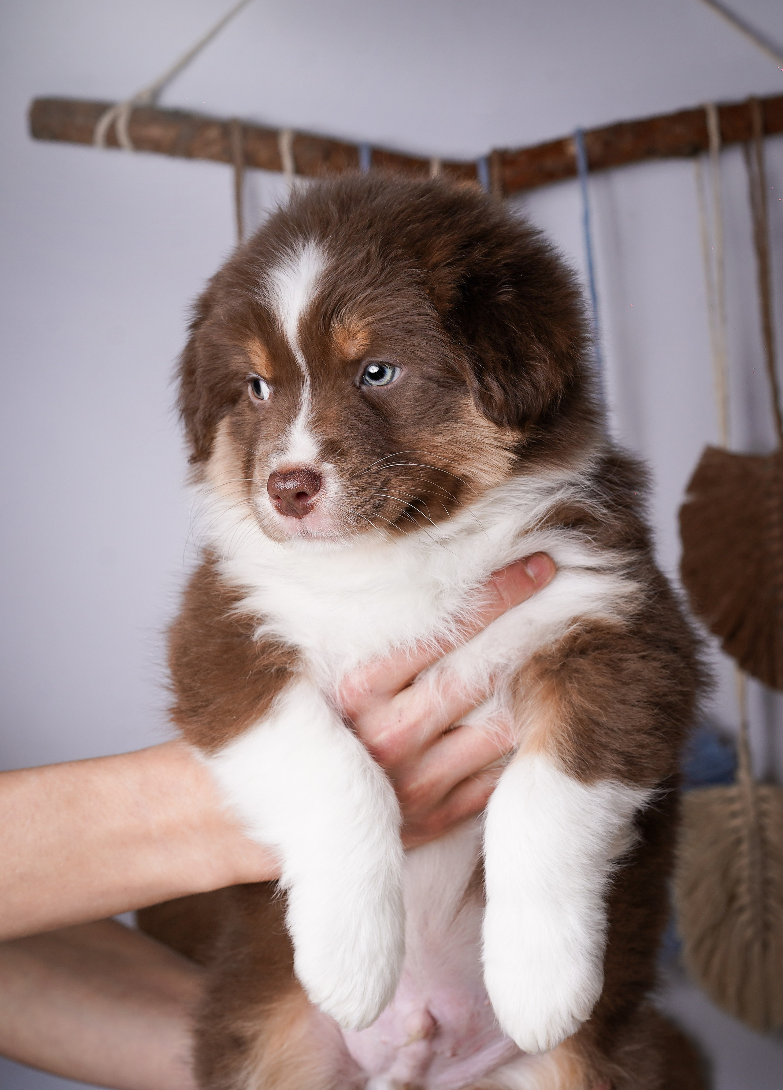 Щенки аусси. Фотограф-анималист в Санкт-Петербурге Яна Мартынова