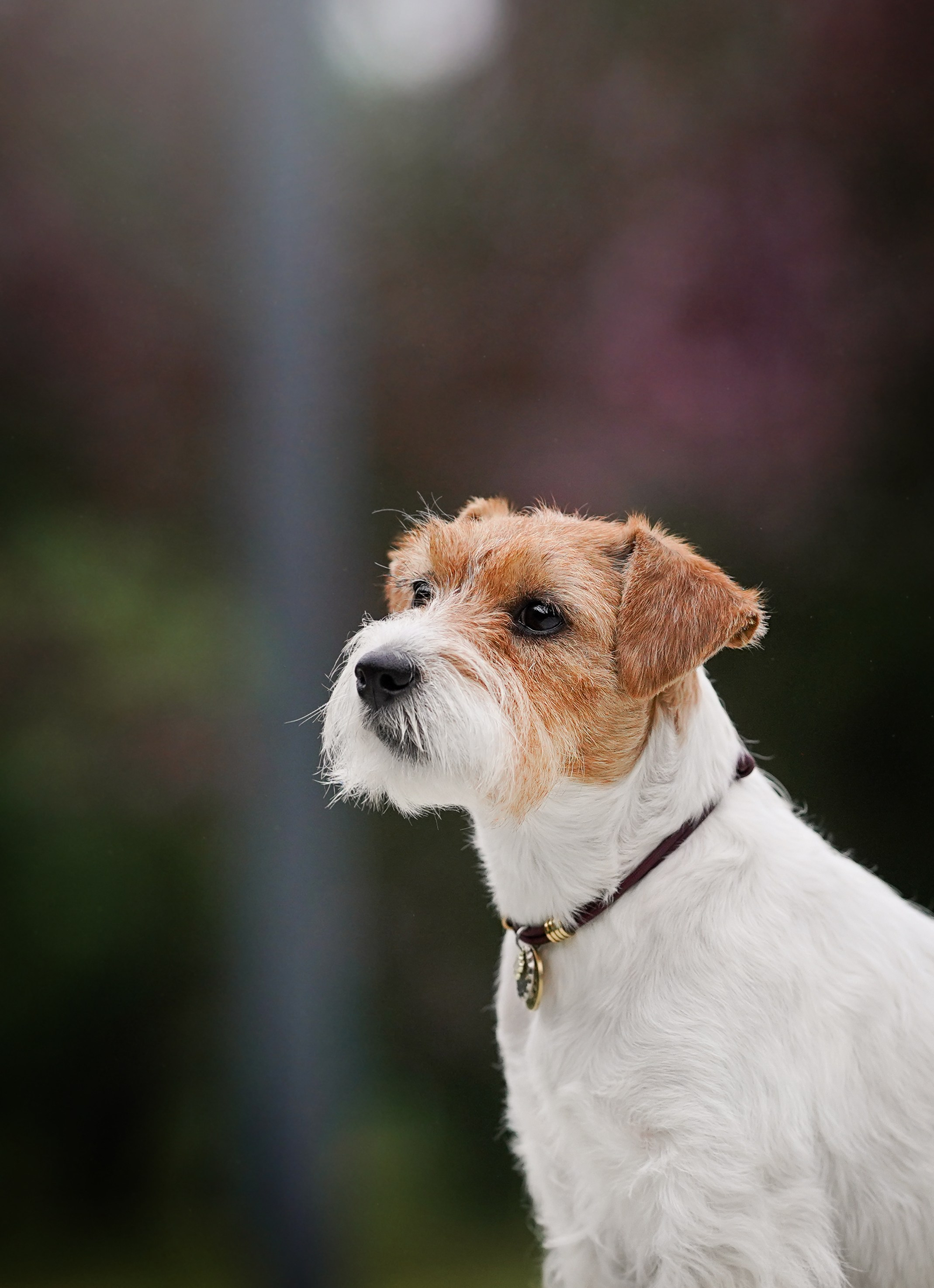 Люба и Тося. Фотограф-анималист в Санкт-Петербурге Яна Мартынова