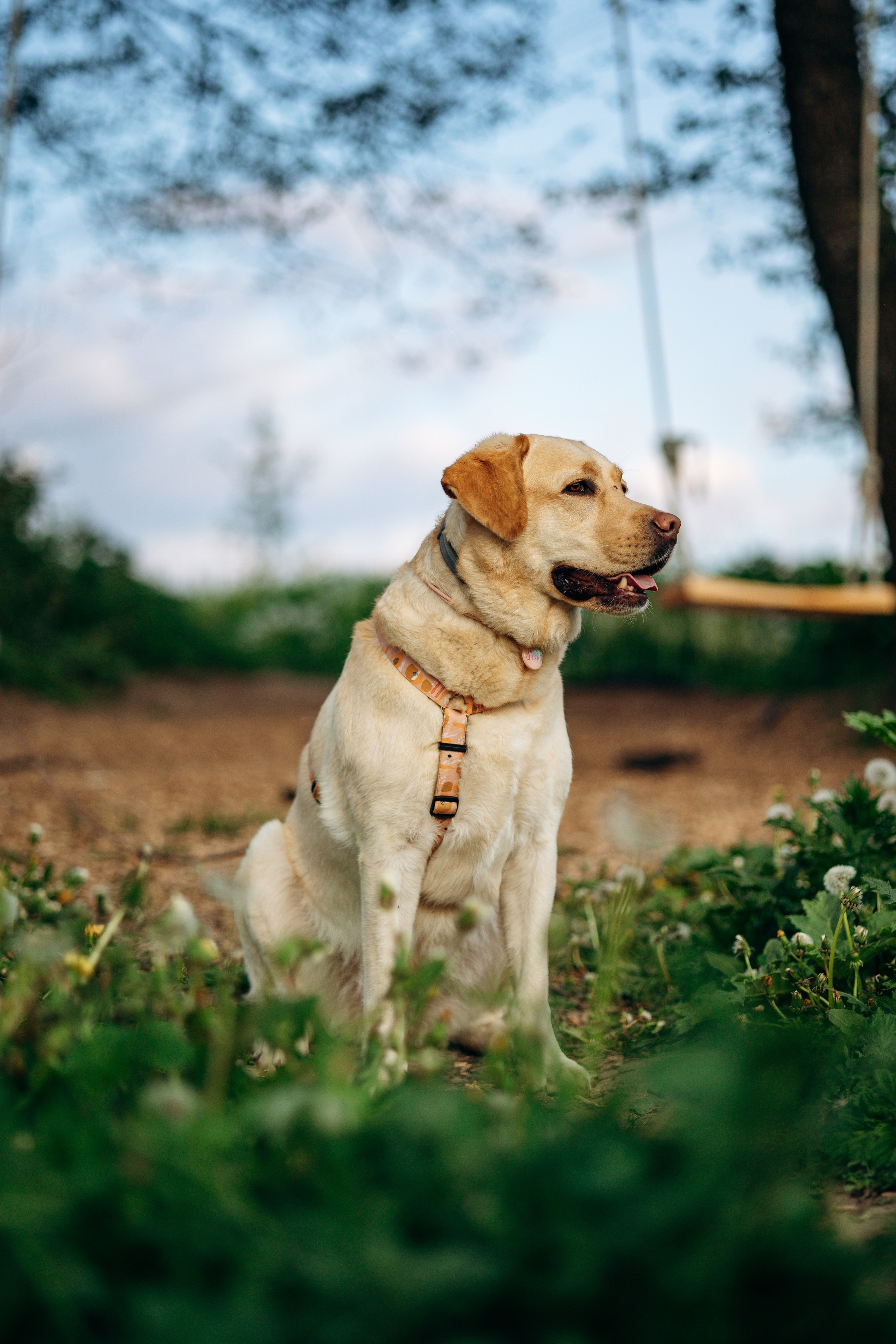 Шани и ее семья. Фотограф — Анималист | Санкт-Петербург