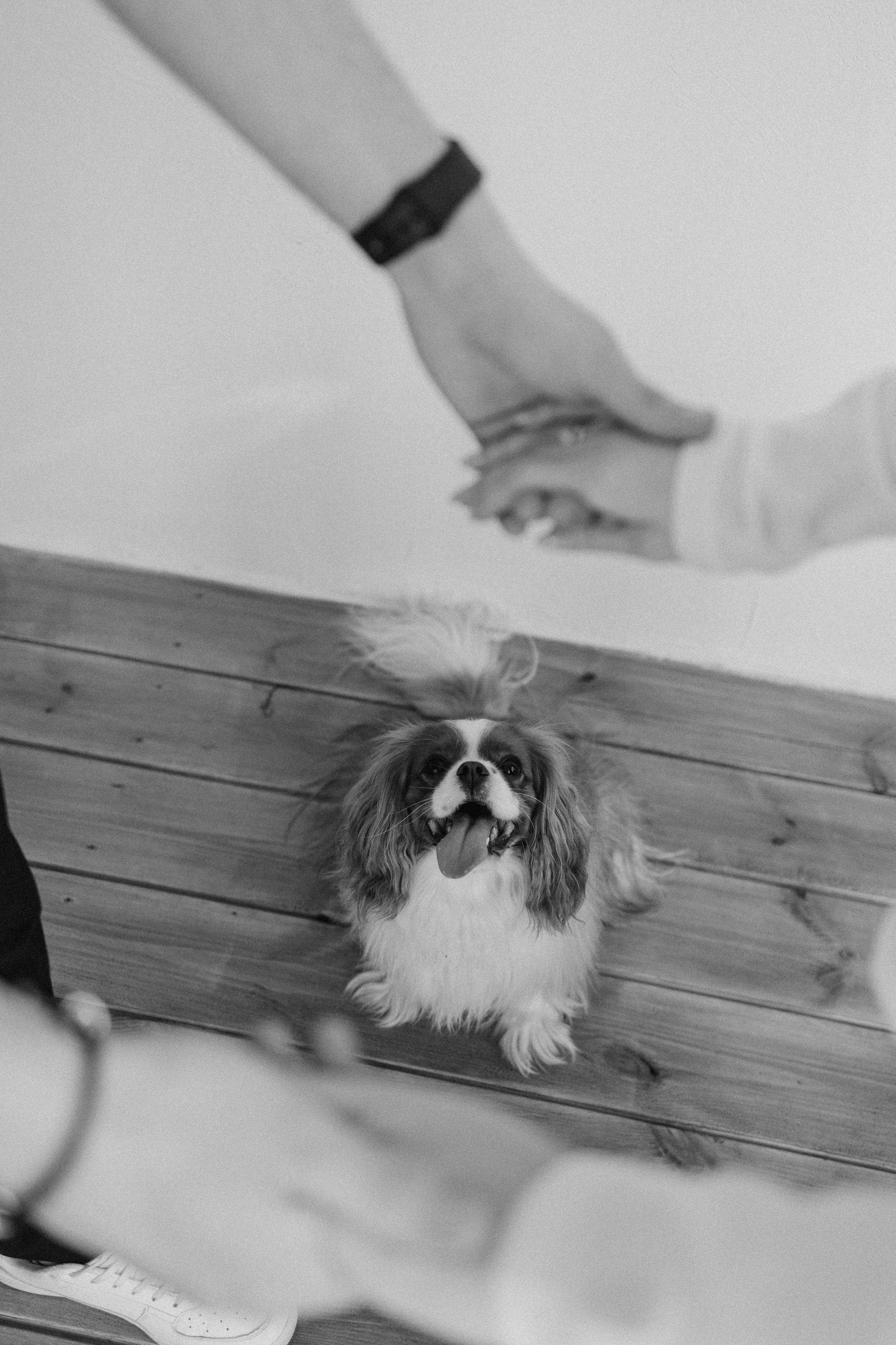 Шерри и ее семья. Фотограф — Анималист | Санкт-Петербург